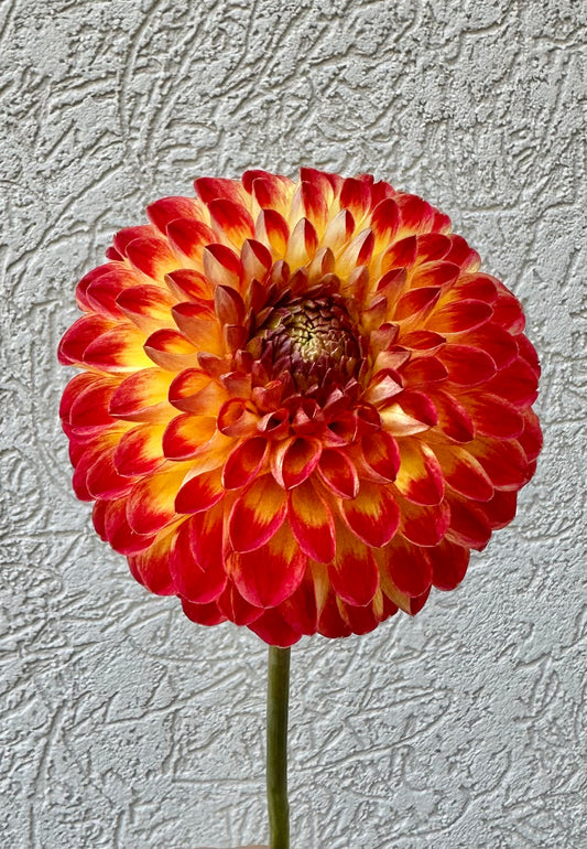 Hapet Unique dahlia tuber for sale in Colorado