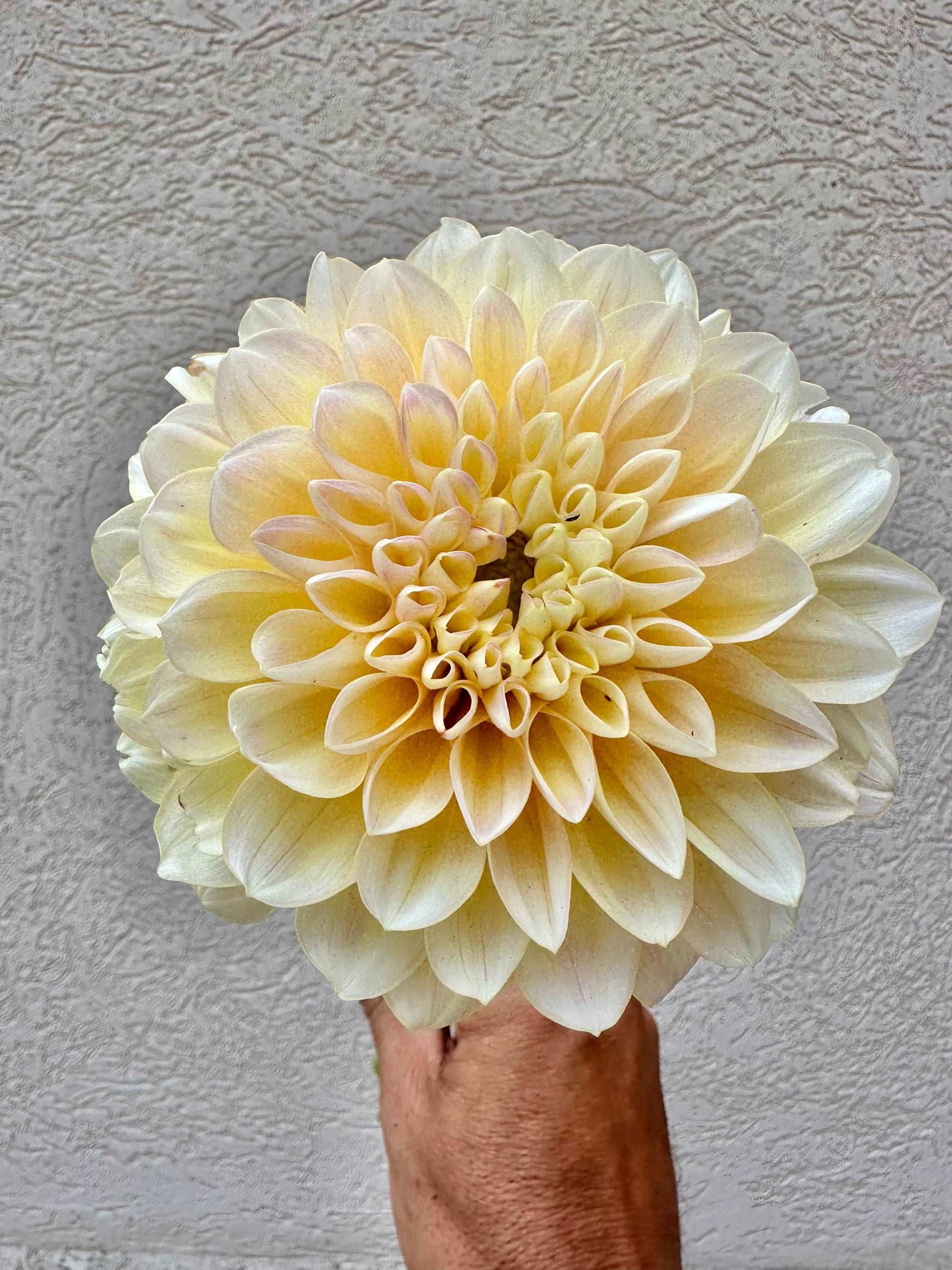 Honey Dew dahlia