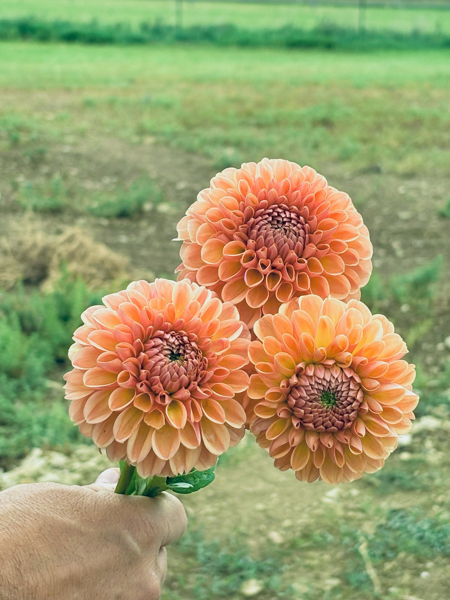 Valley Tawny peach dahlia bloom