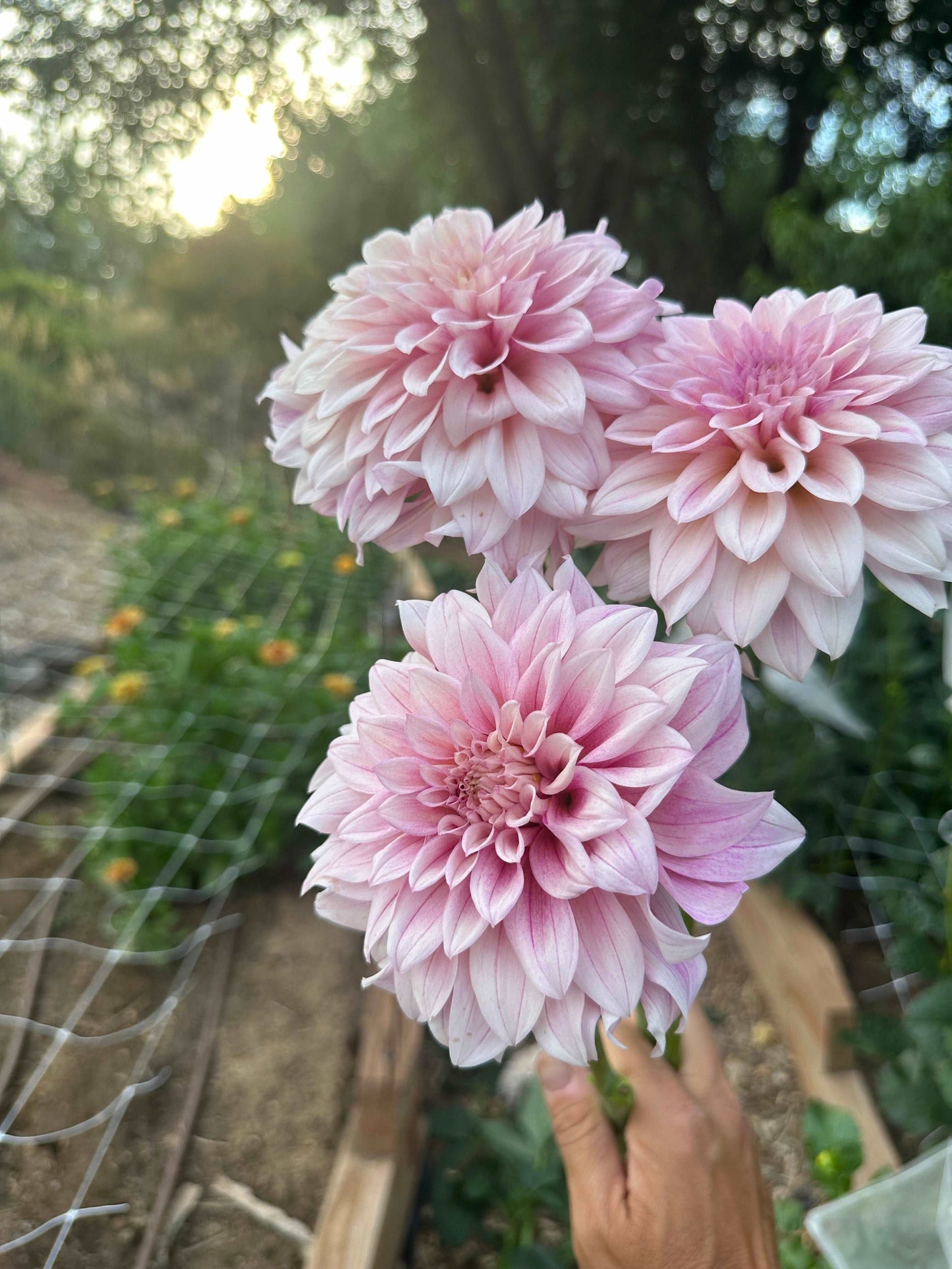 KA's™ Mocha Jake dahlia