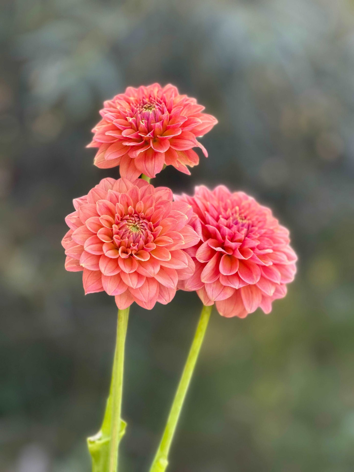 KA's™ Boho Peach dahlia