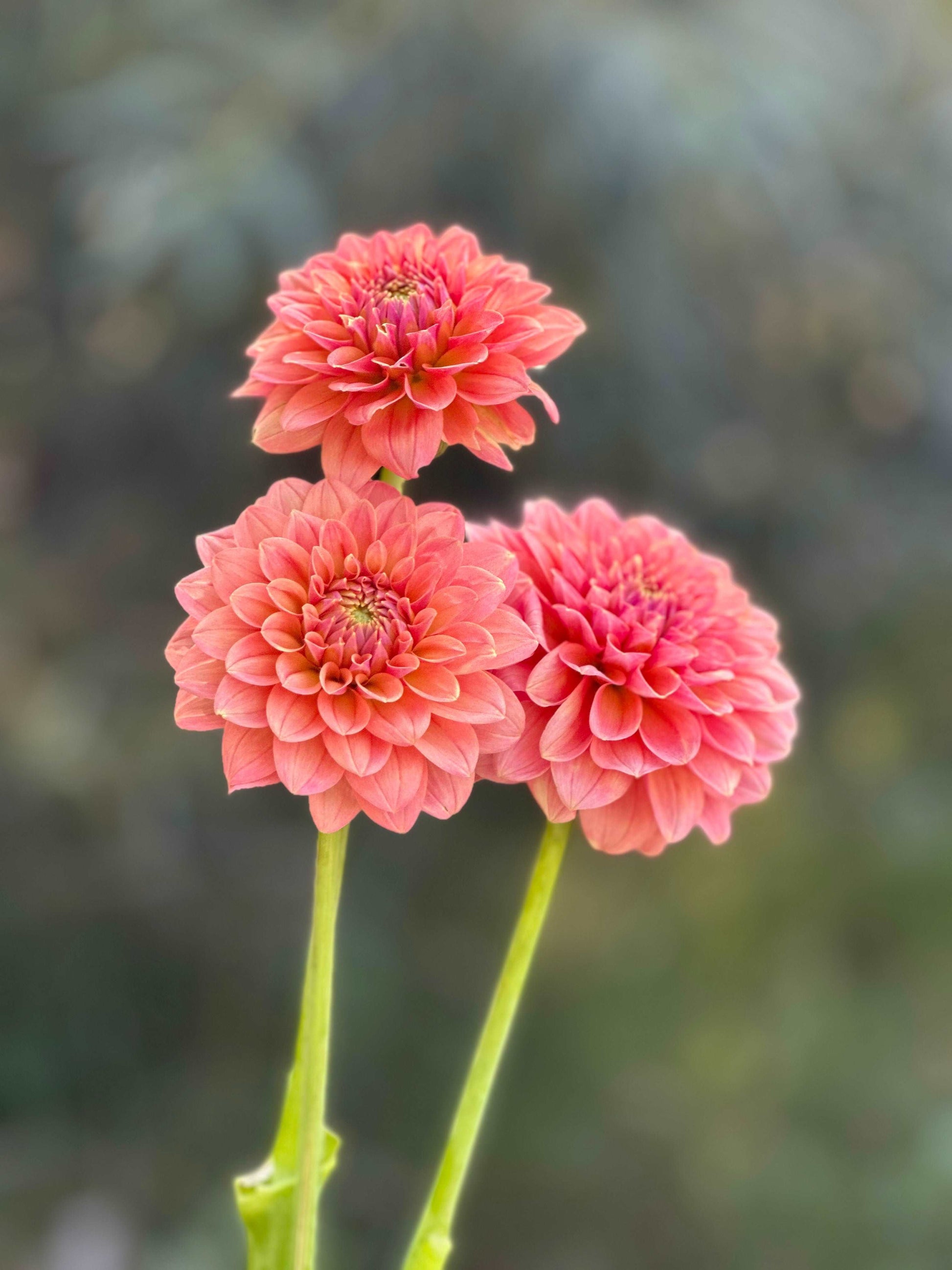 KA's™ Boho Peach dahlia