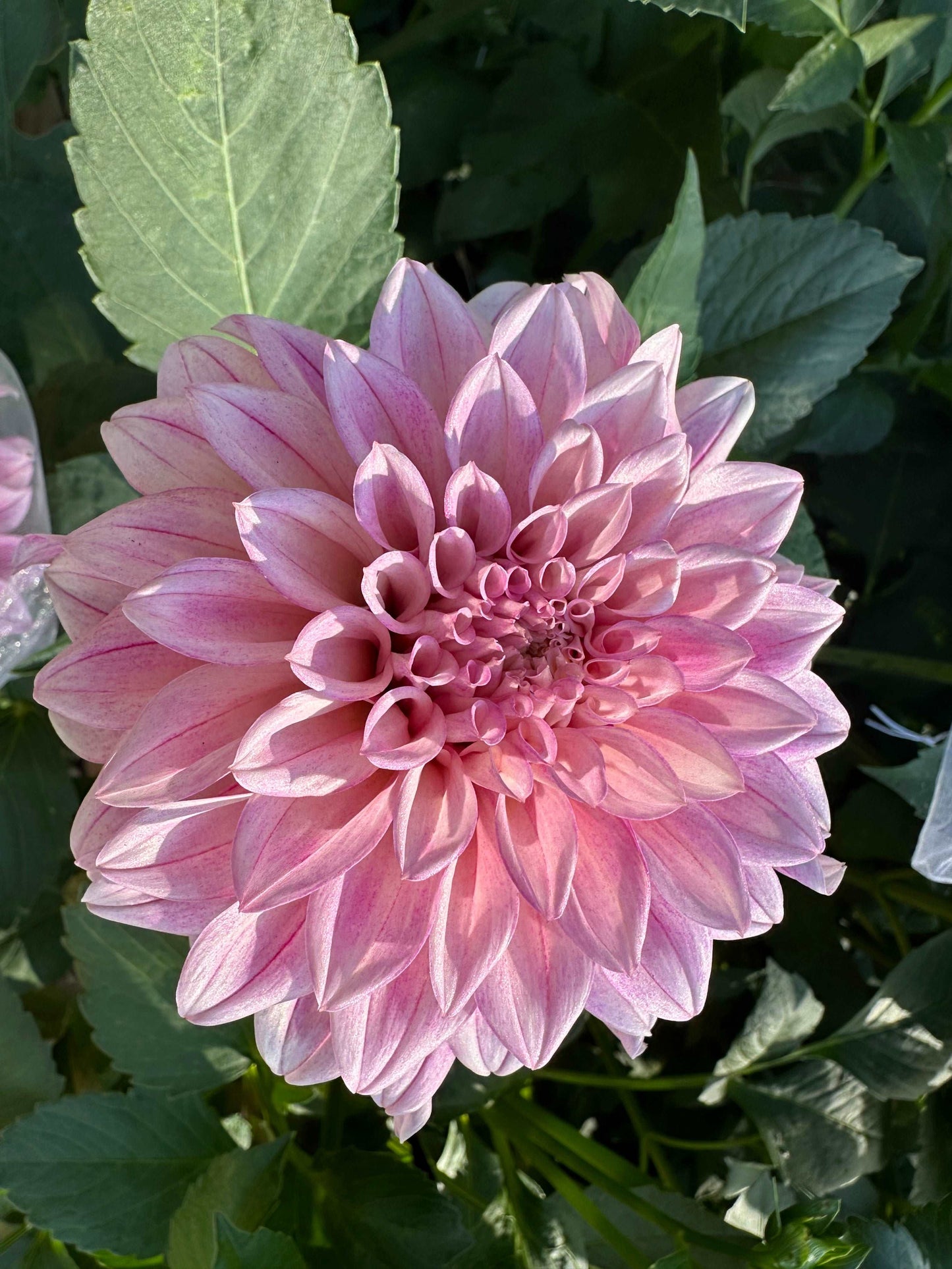 KA's™ Mocha Jake dahlia