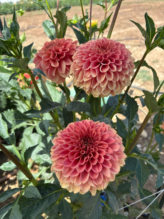 KA's® Apricot Jam dahlia cutting