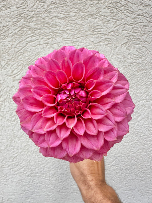 KA’s® Keltie Rose dahlia tuber bundle - 5pack