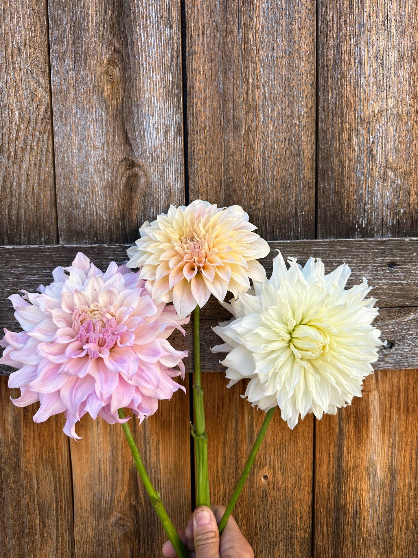 KA's™ Chiffon dahlia