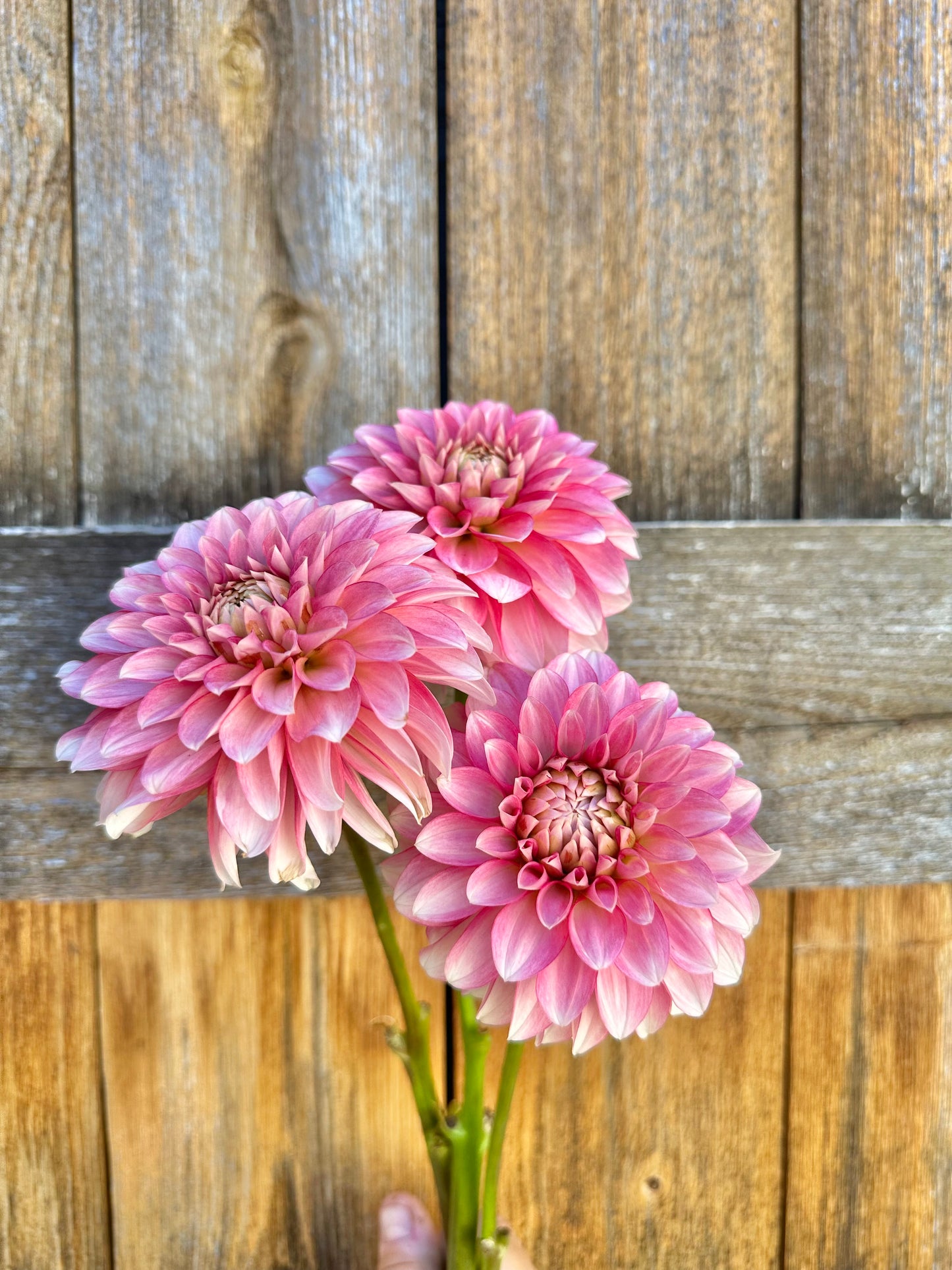 Farm-Cut dahlias - farmer’s choice of blooms: Fresh, Local & Seasonal