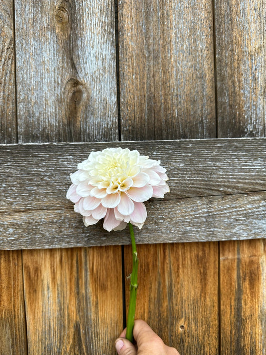 Dahlia starter collection