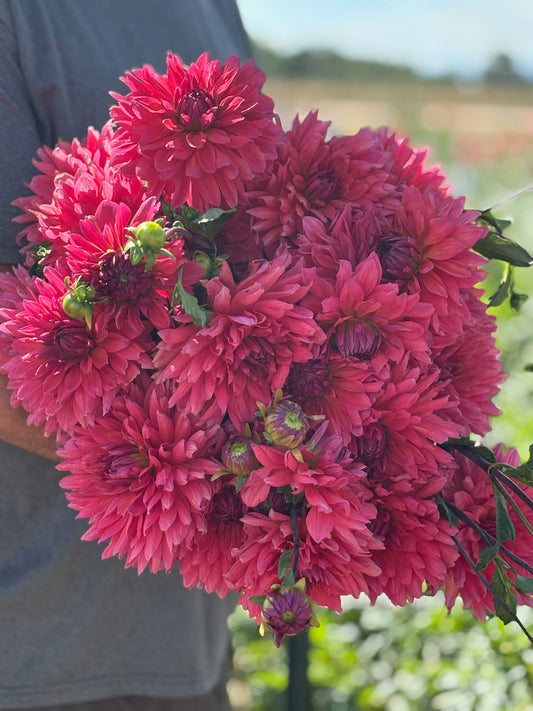 Fire Magic Dahlia tuber