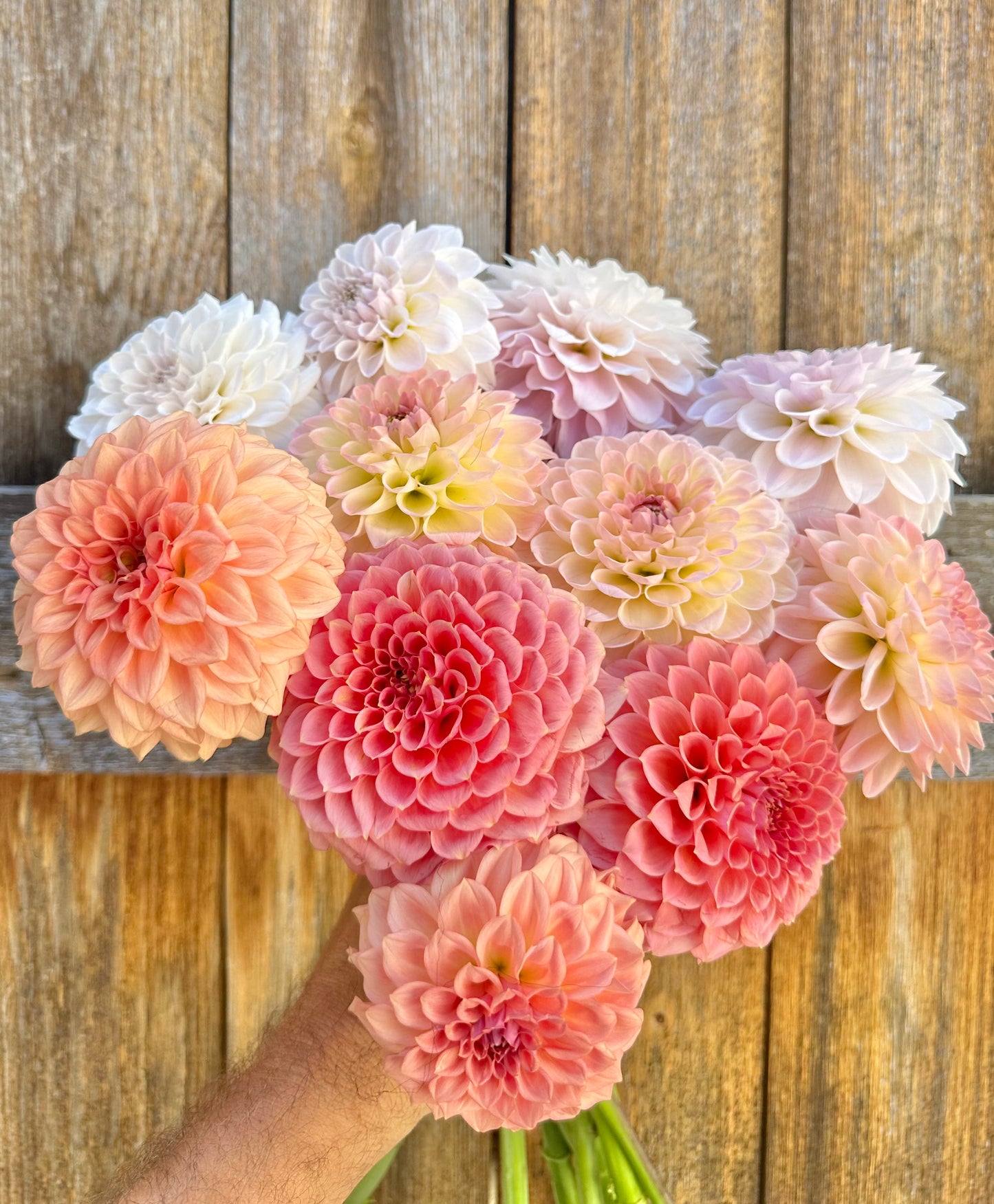 Medium sized dahlia bloom