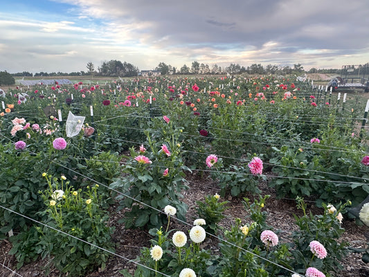 Full Experience: Walk the Farm, Curate & Reserve Your Wedding Blooms