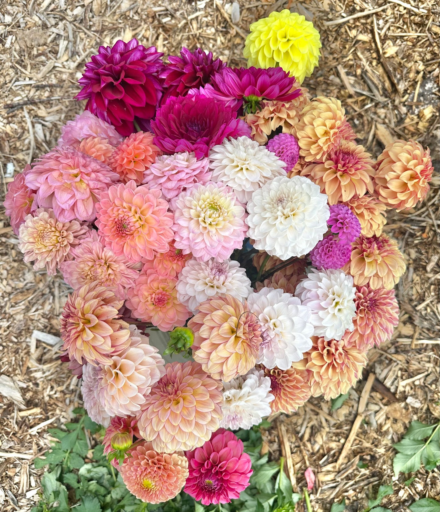 Medium sized dahlia bloom