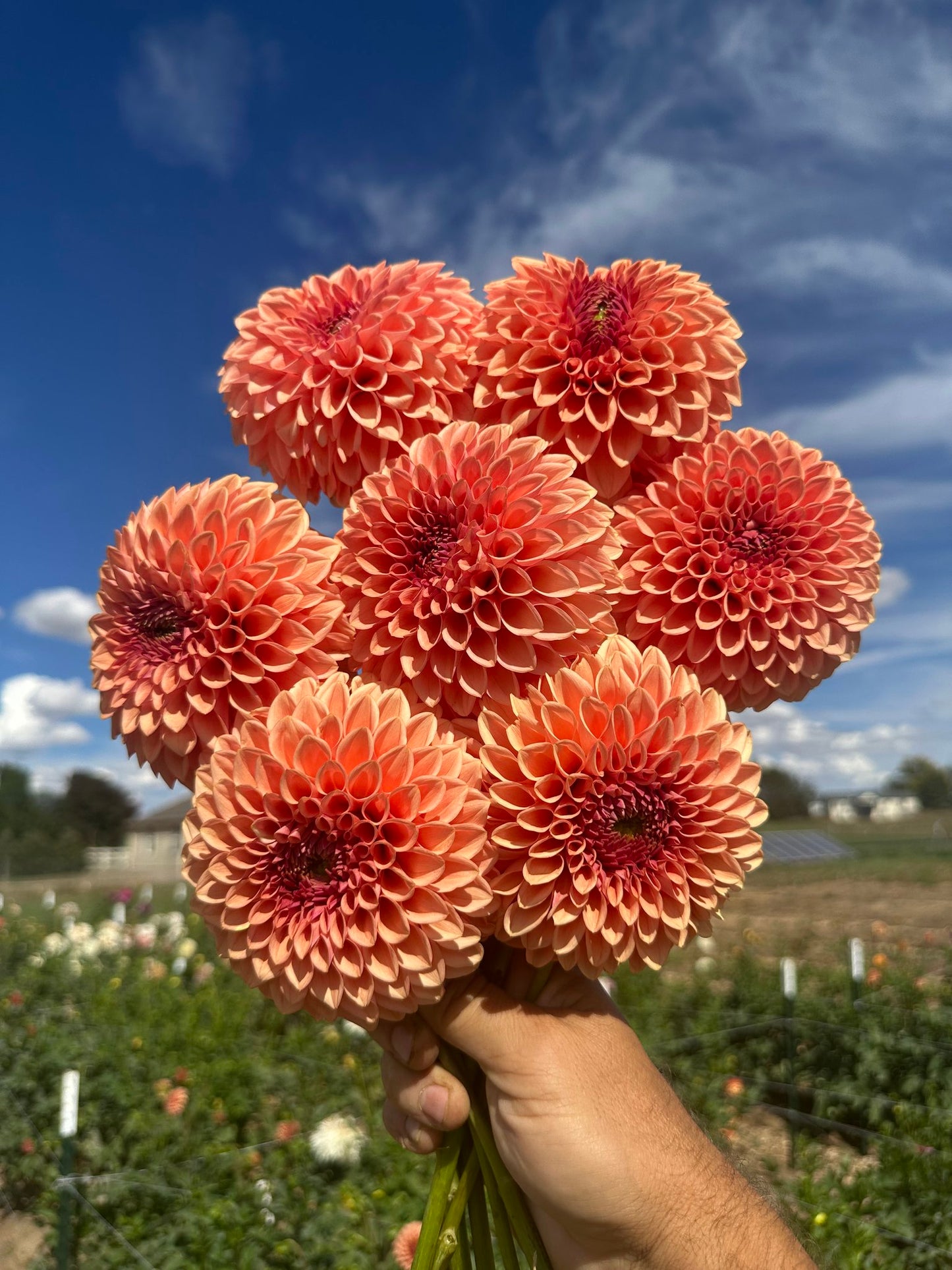 Farm-Cut dahlias - farmer’s choice of blooms: Fresh, Local & Seasonal
