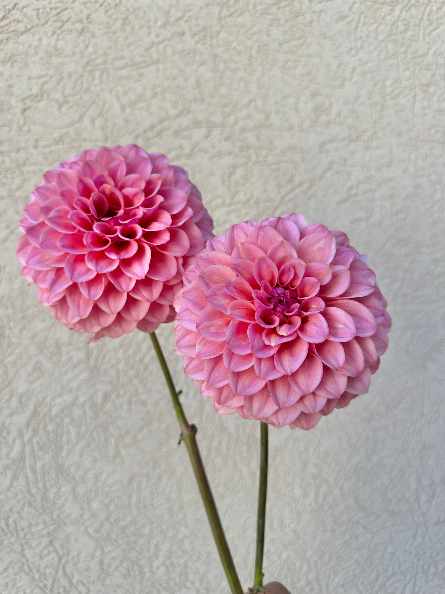 RM Mauvelous dahlia cutting
