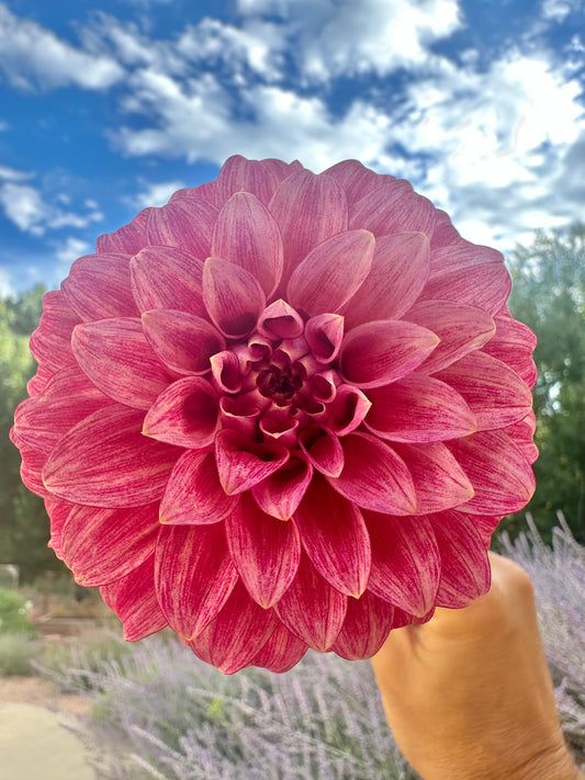 RM Smokeshow dahlia cutting