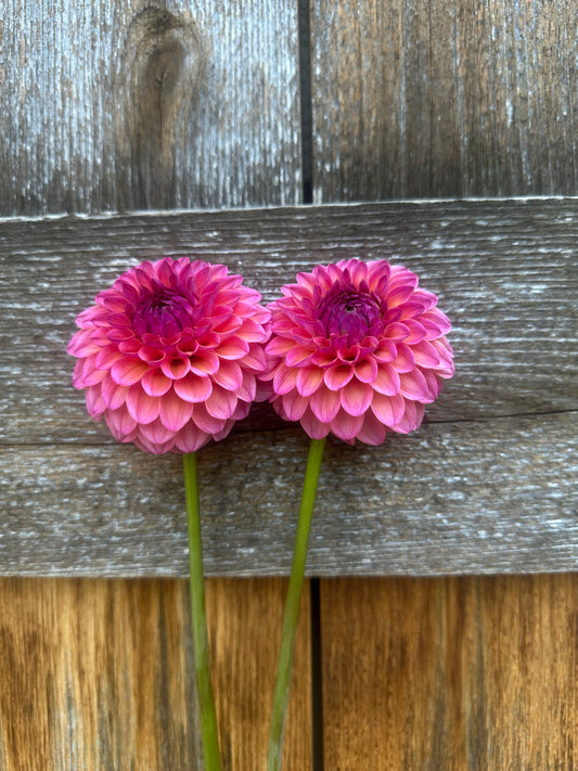 RM Party Popper dahlia cutting