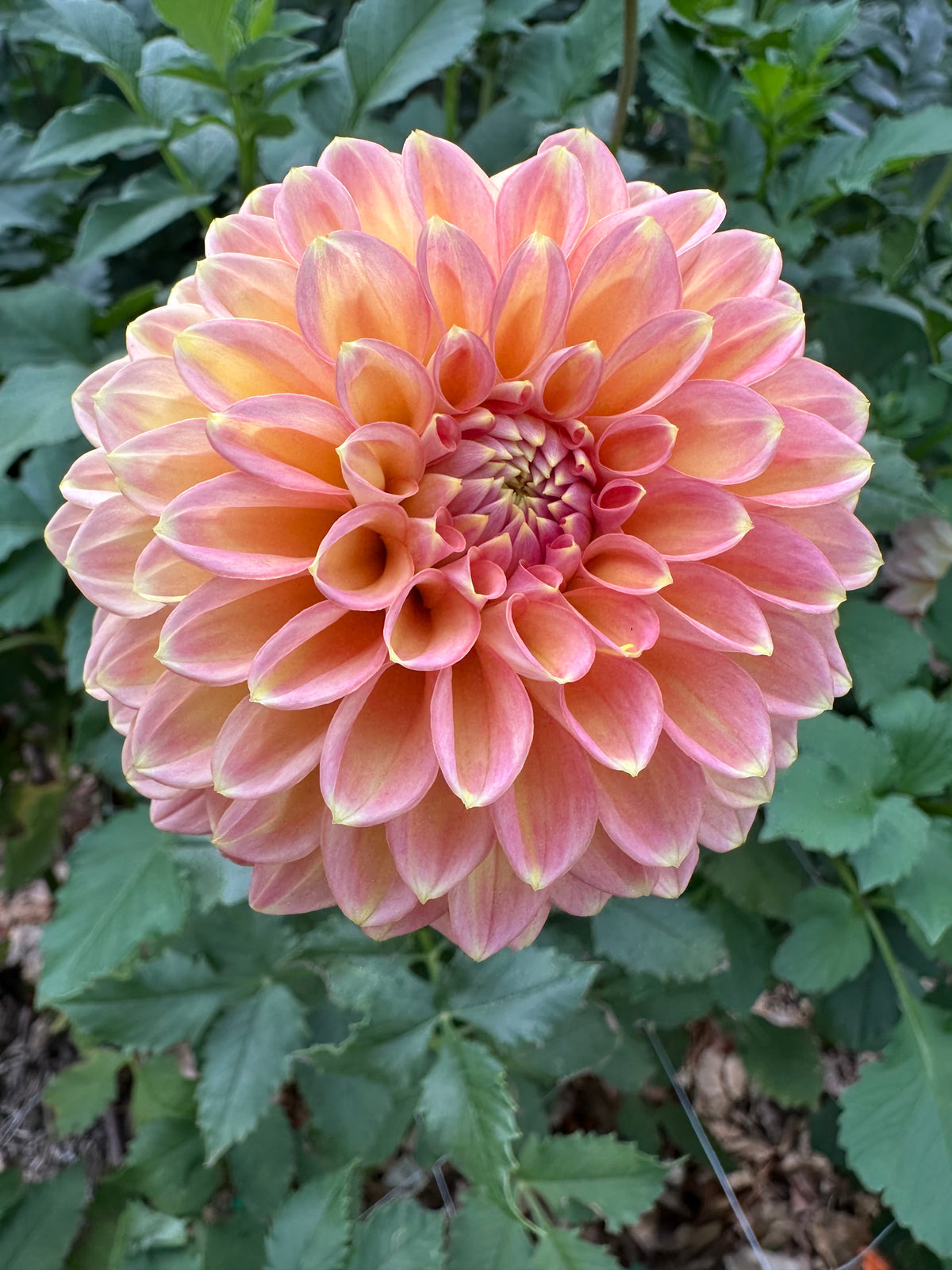 RM Candy Mountain dahlia cutting