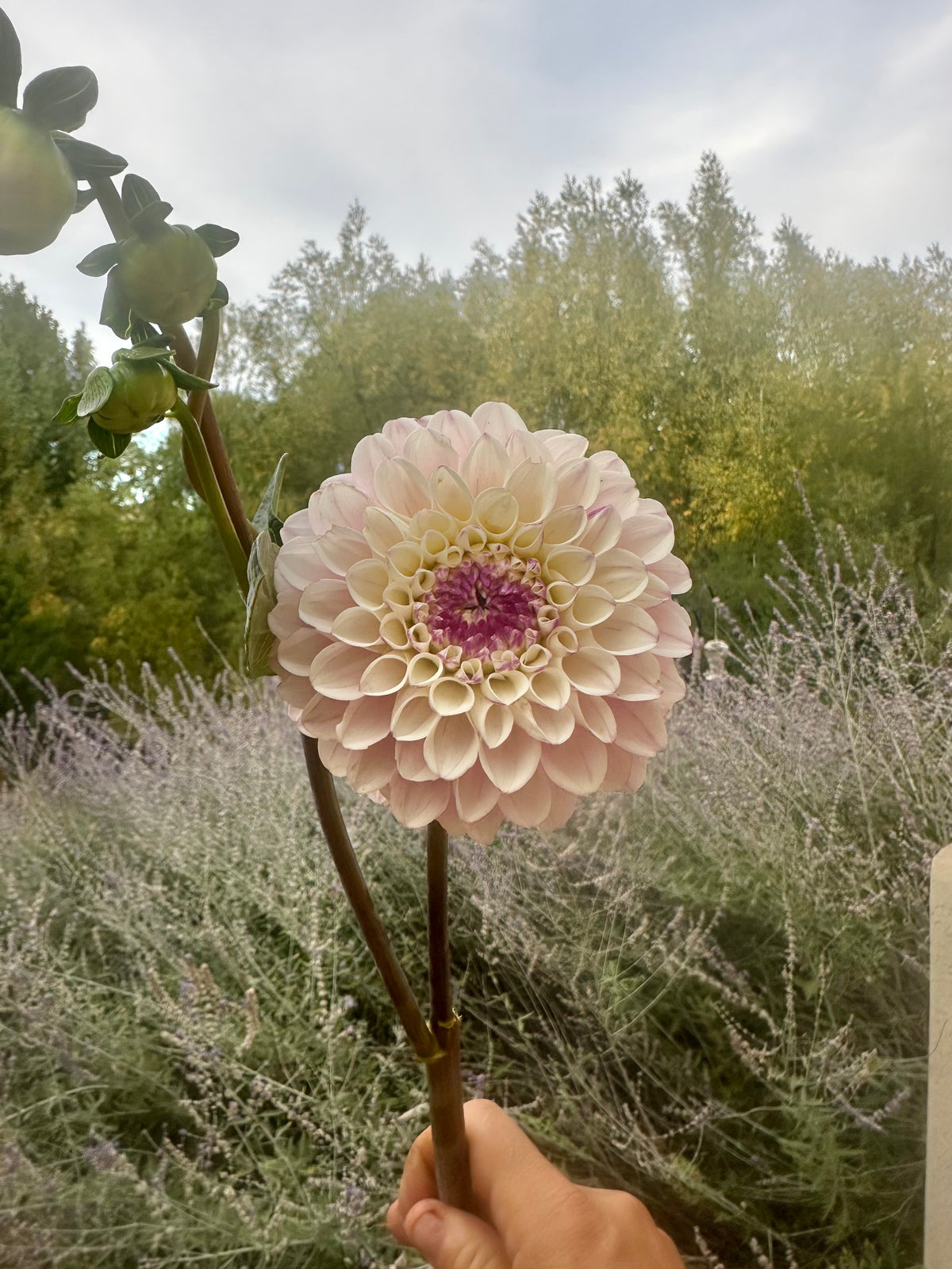 RM Valyrian dahlia tuber