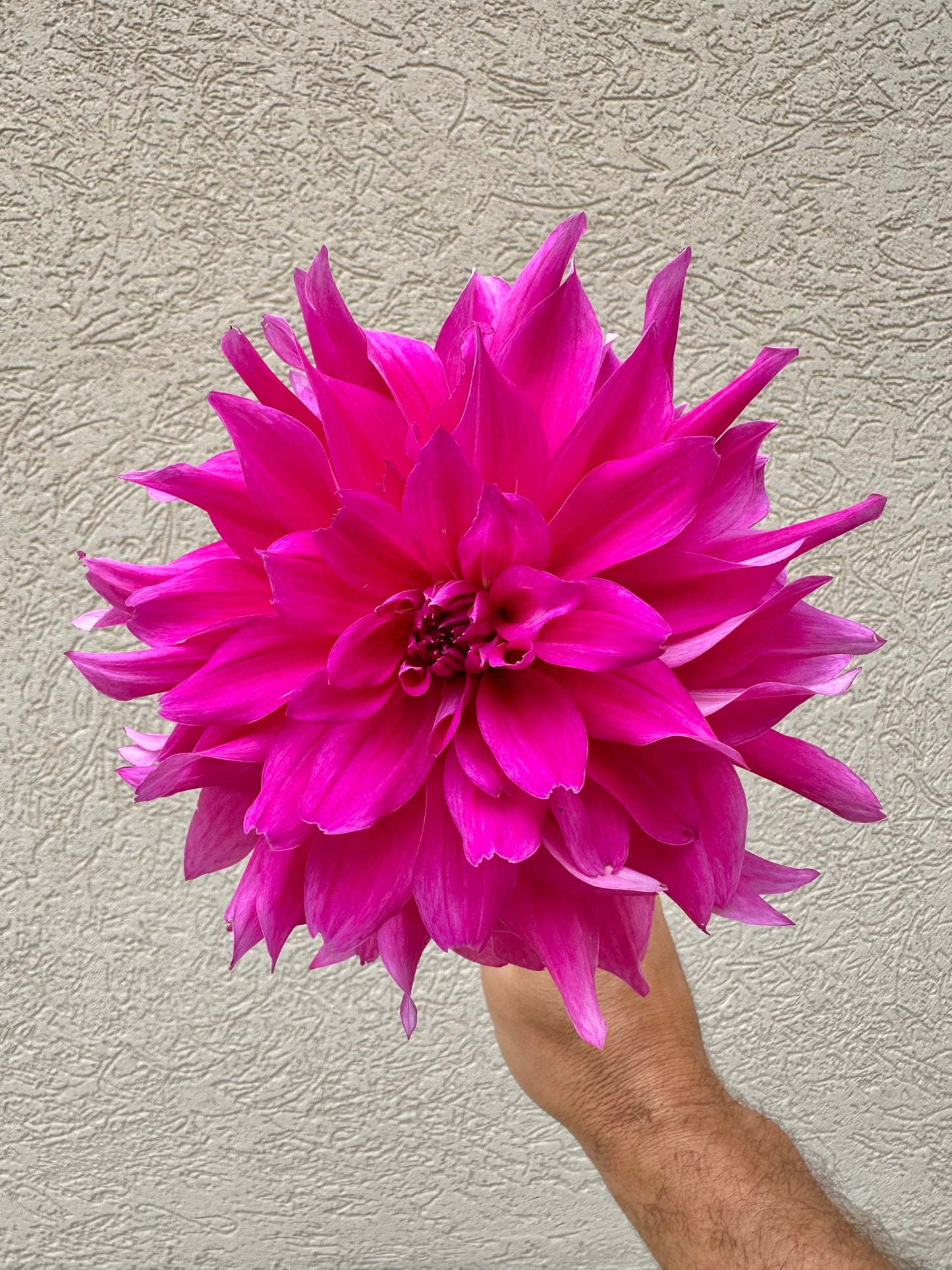 I’m a hottie dahlia