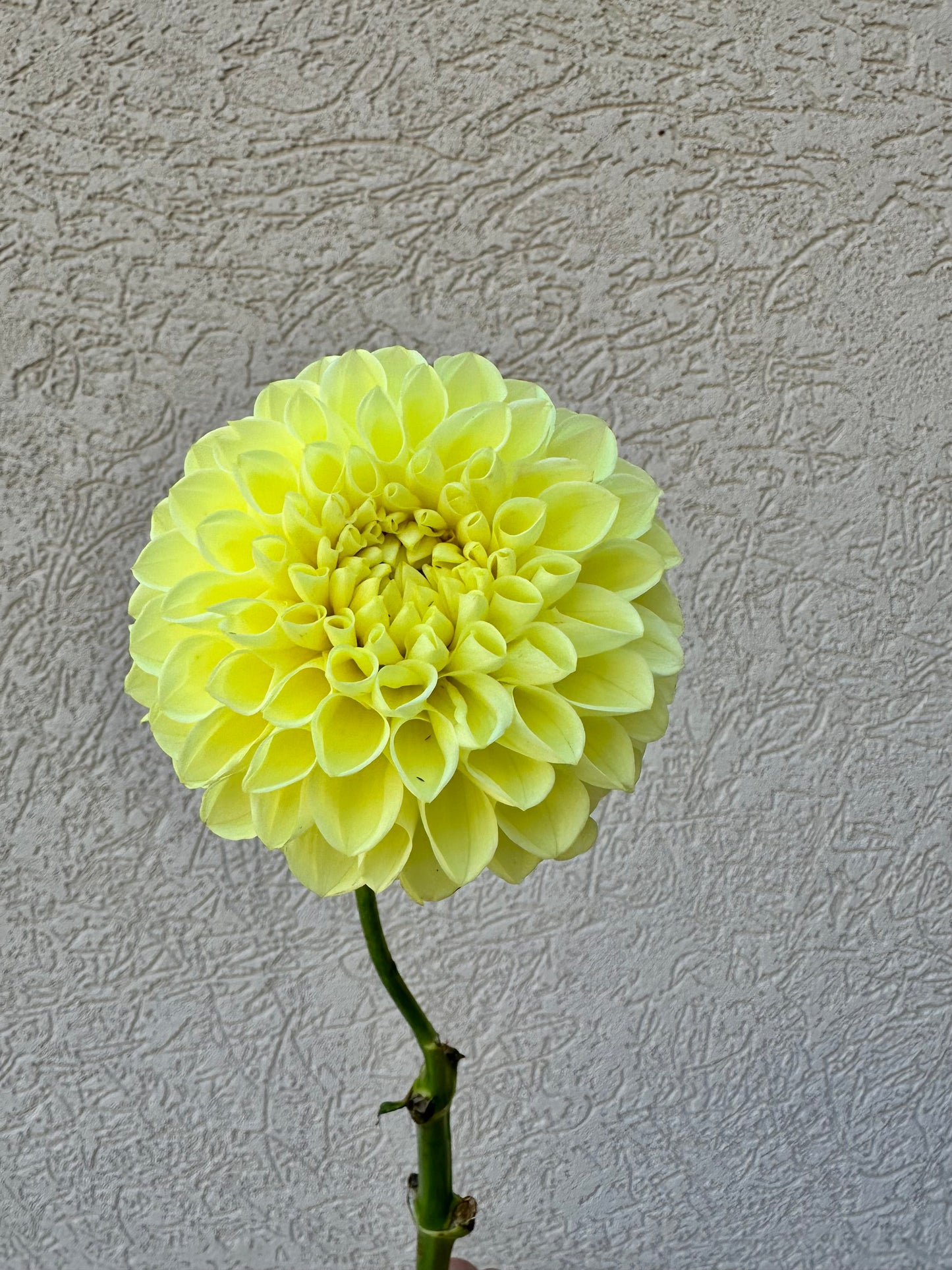 Jowey Martina dahlia