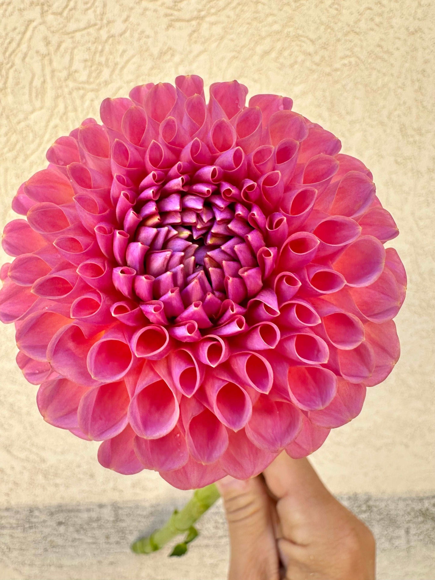 Jowie Winnie dahlia