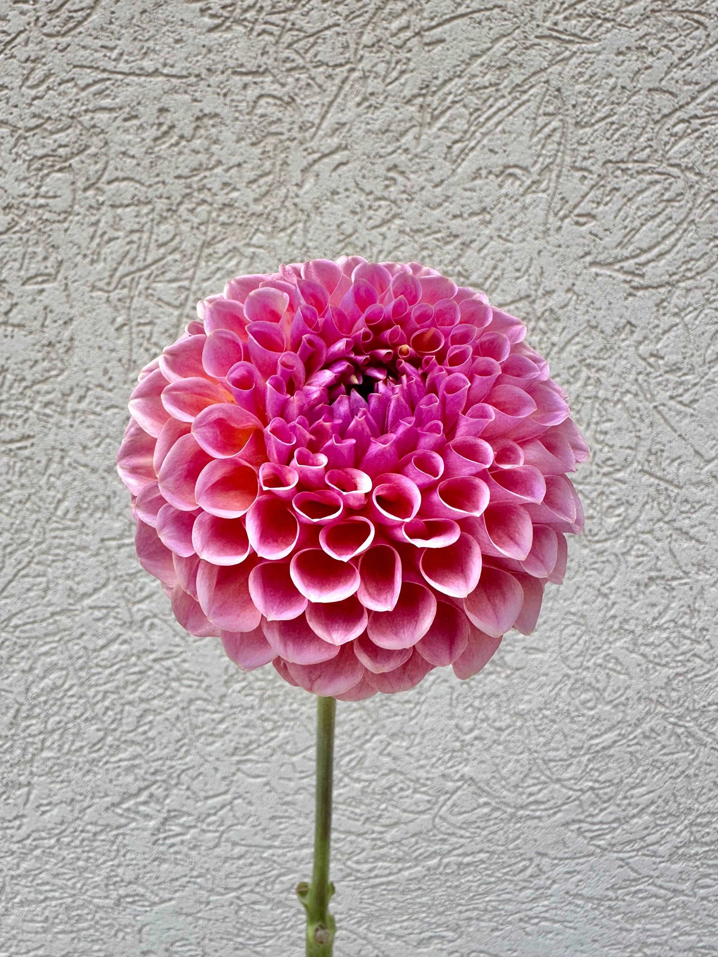Jowie Winnie dahlia