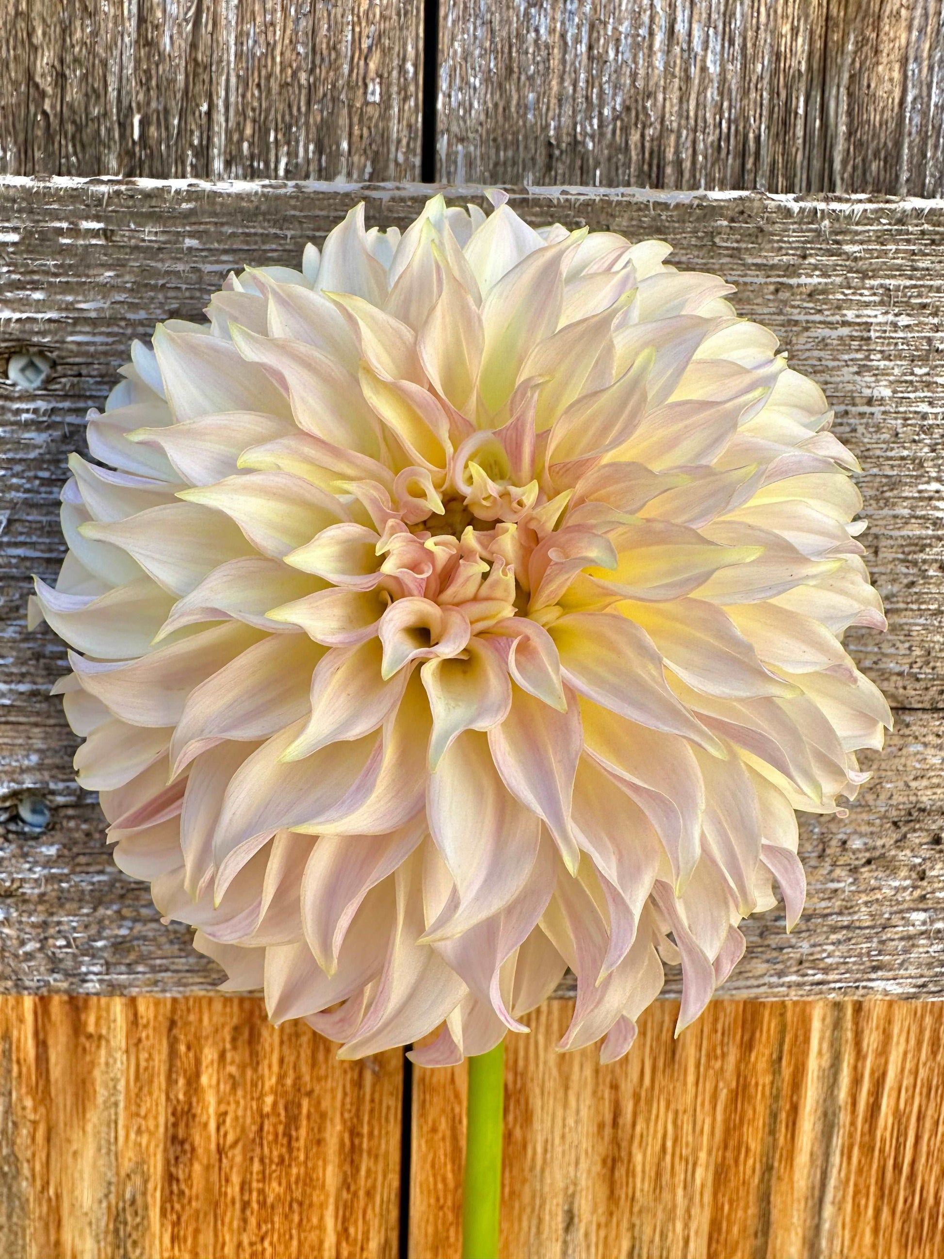 KA’s Champagne dahlia