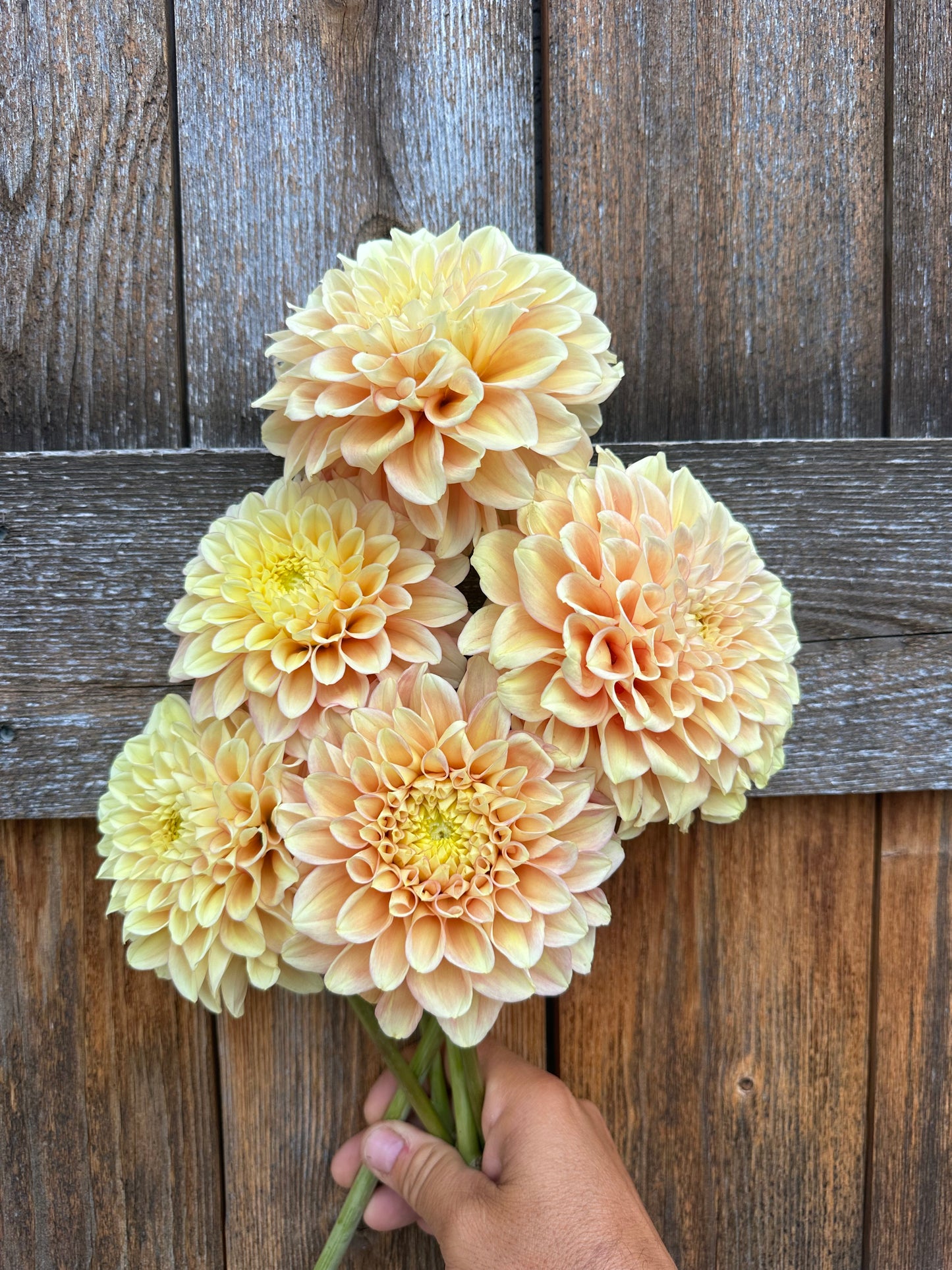 KA’s® Aloha dahlia tuber