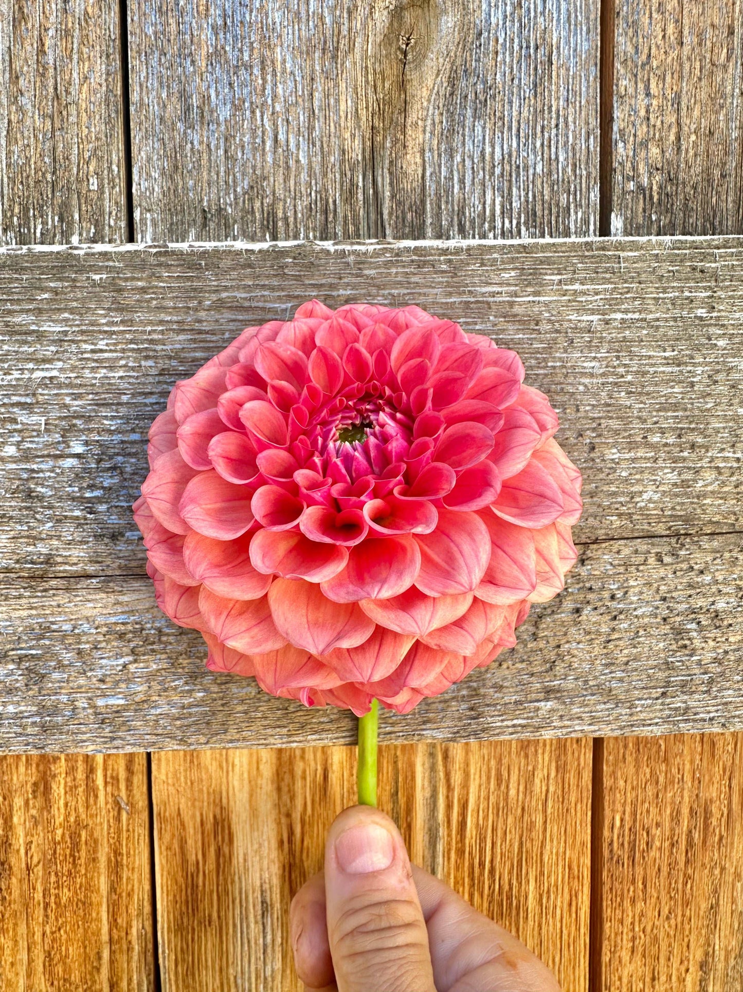 KA’s Blood Orange dahlia