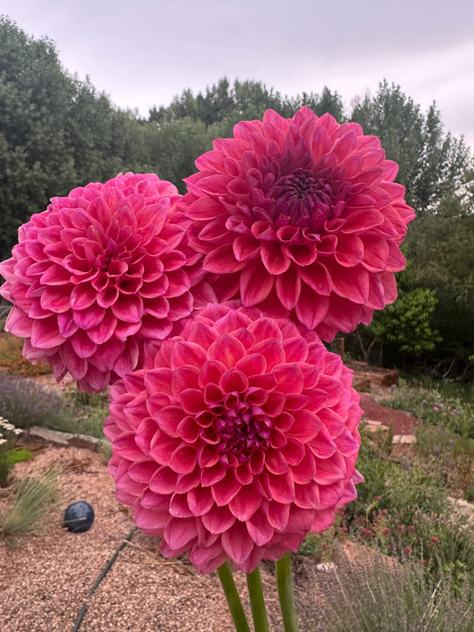 KA’s® Brittany’s Favorite dahlia
