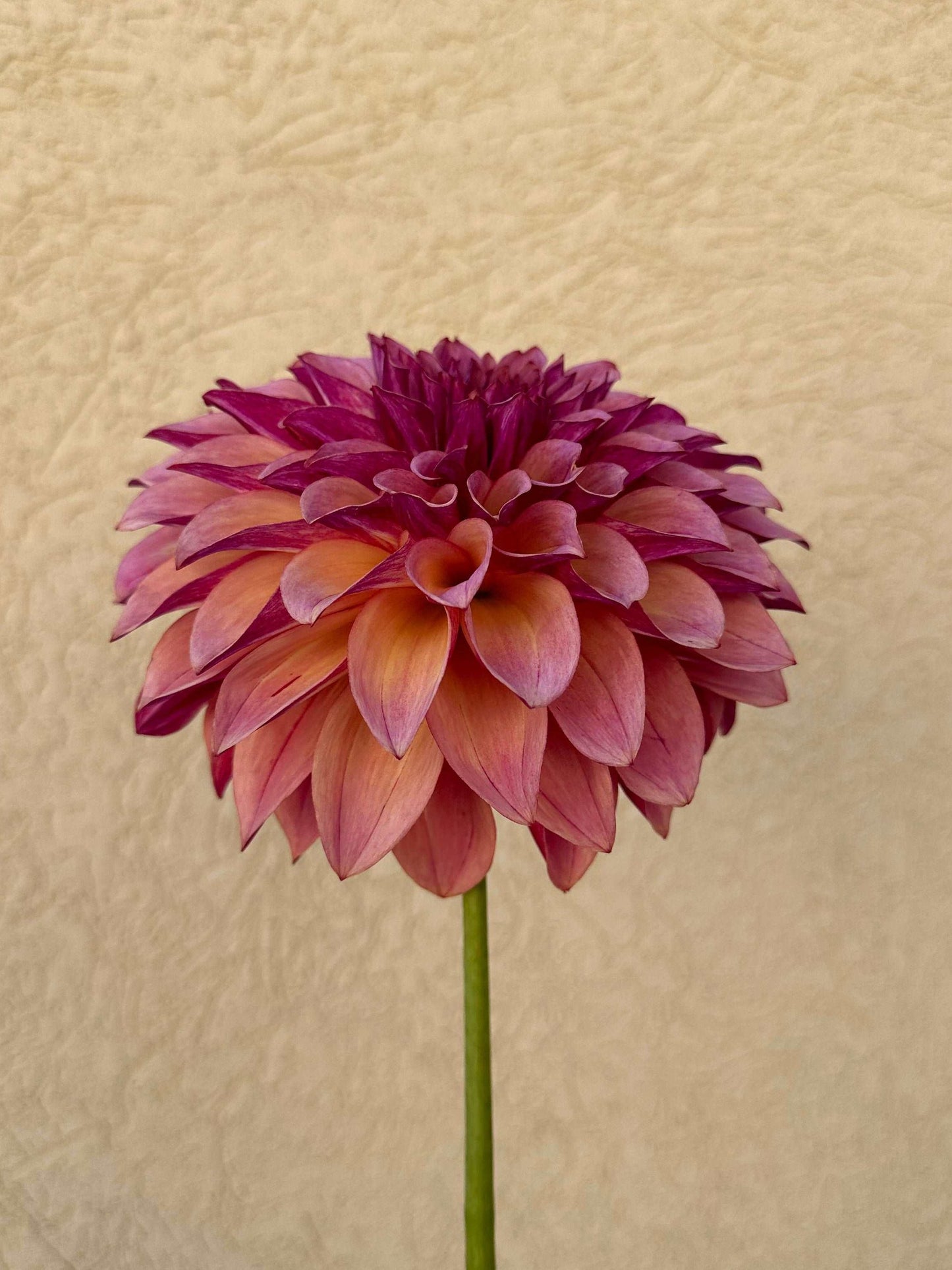 KA’s Cafe Mauve dahlia