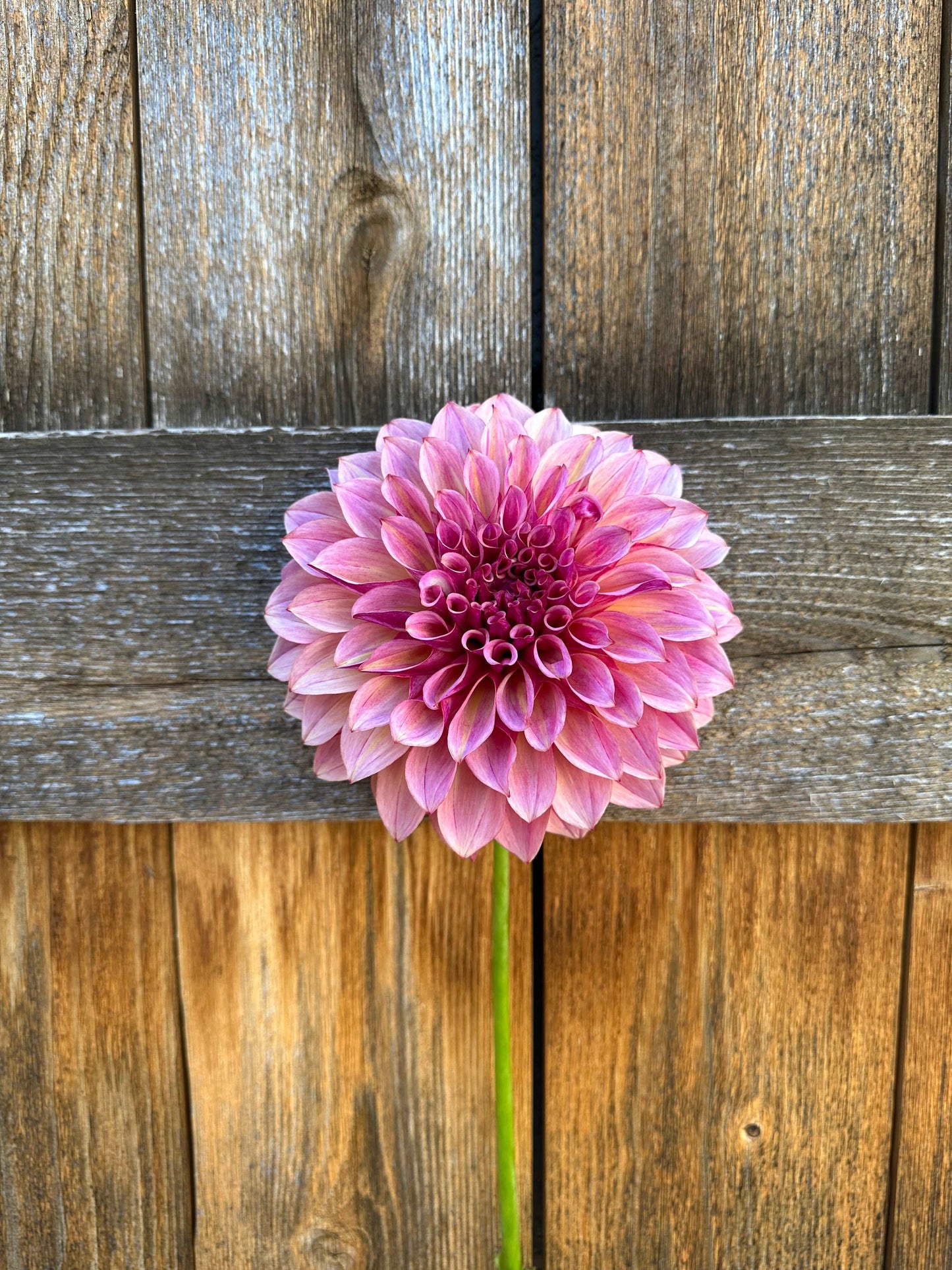 KA’s Cafe Mauve dahlia