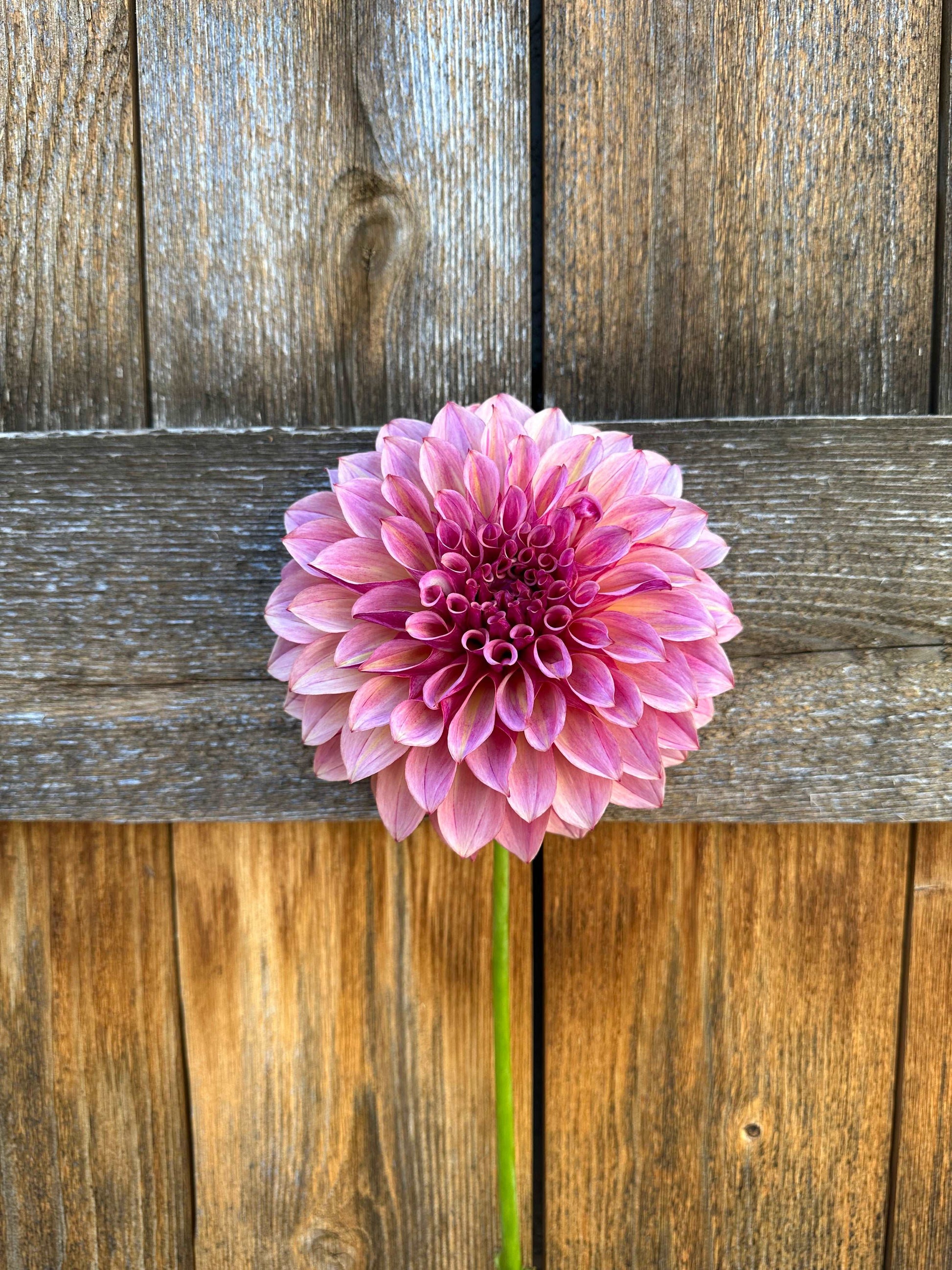 KA’s Cafe Mauve dahlia