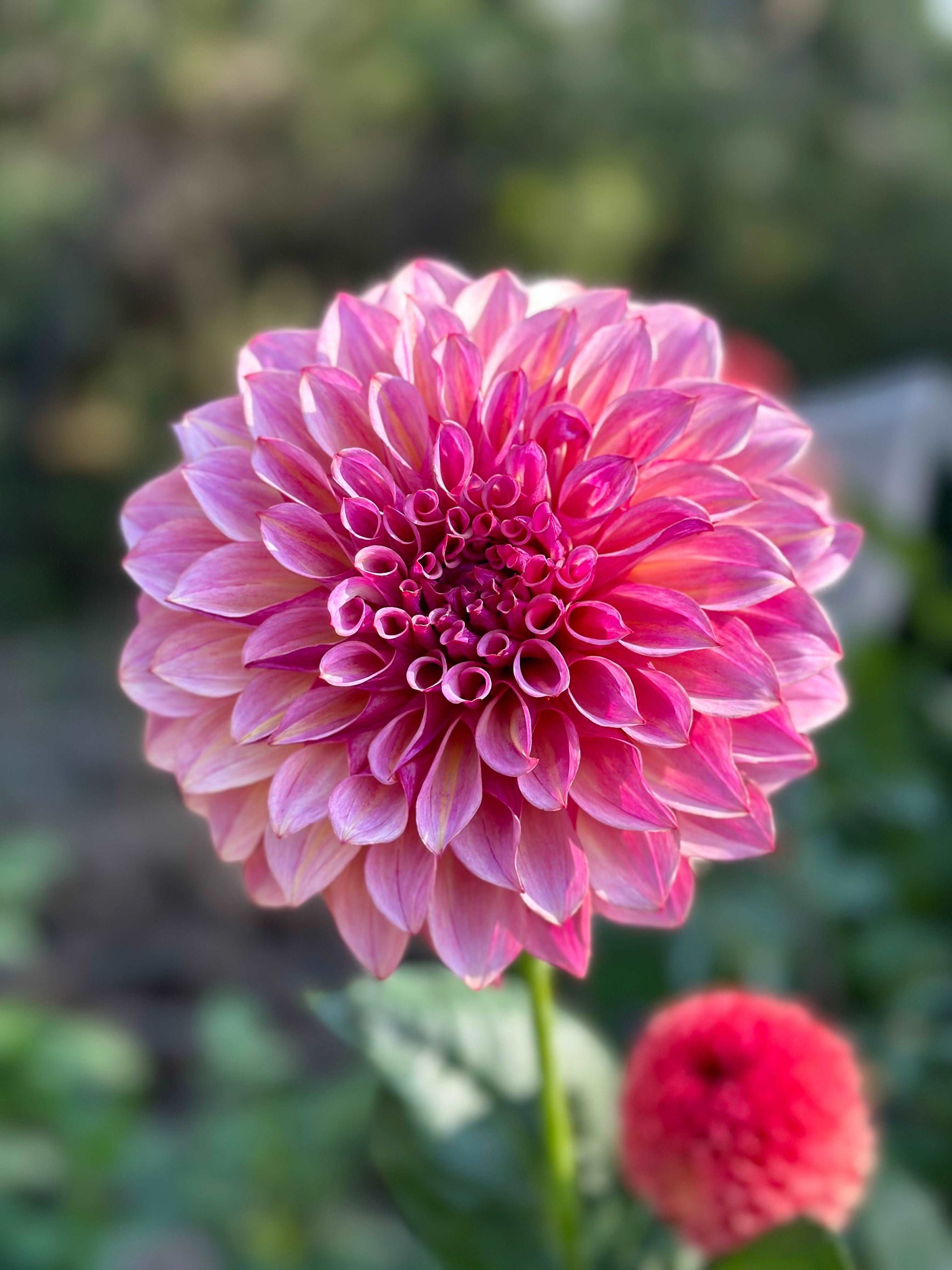 KA’s Cafe Mauve dahlia