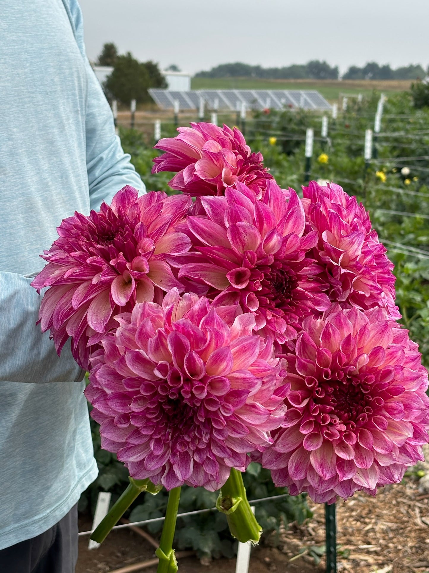 KA’s Cafe Mauve dahlia