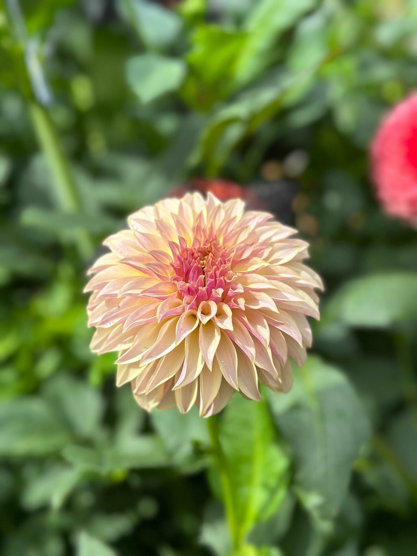 KA’s Champagne dahlia