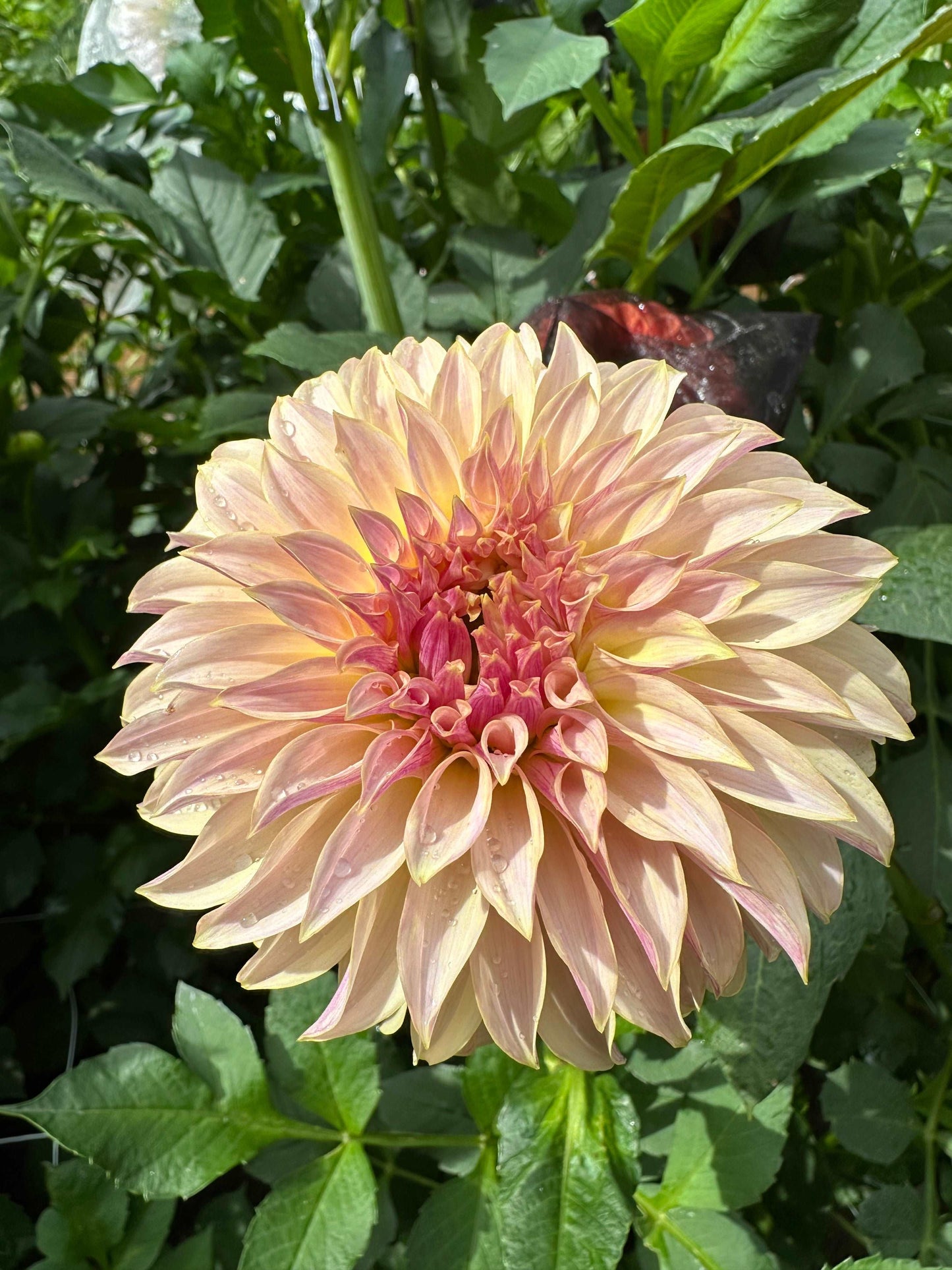 KA’s Champagne dahlia