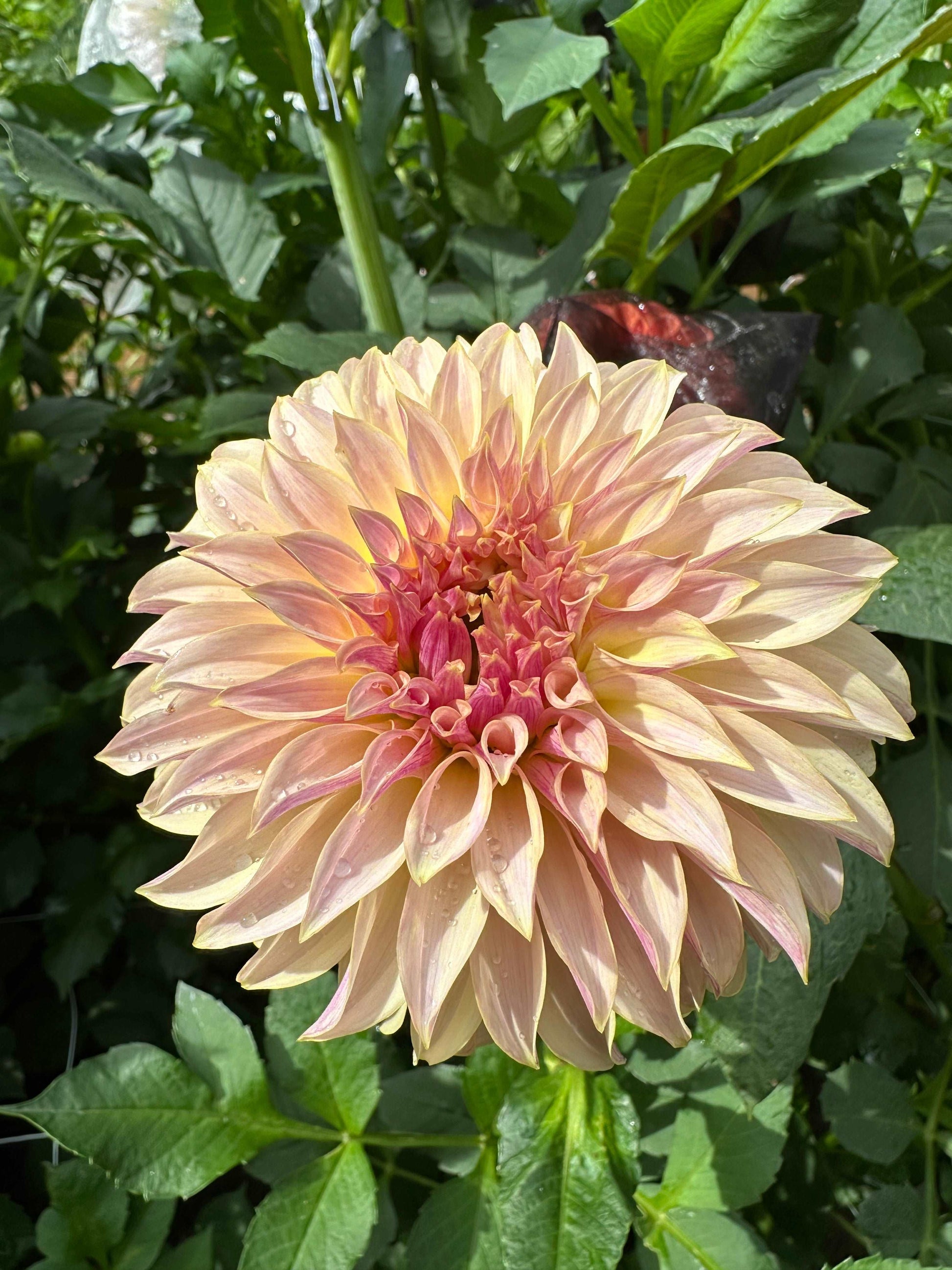 KA’s Champagne dahlia
