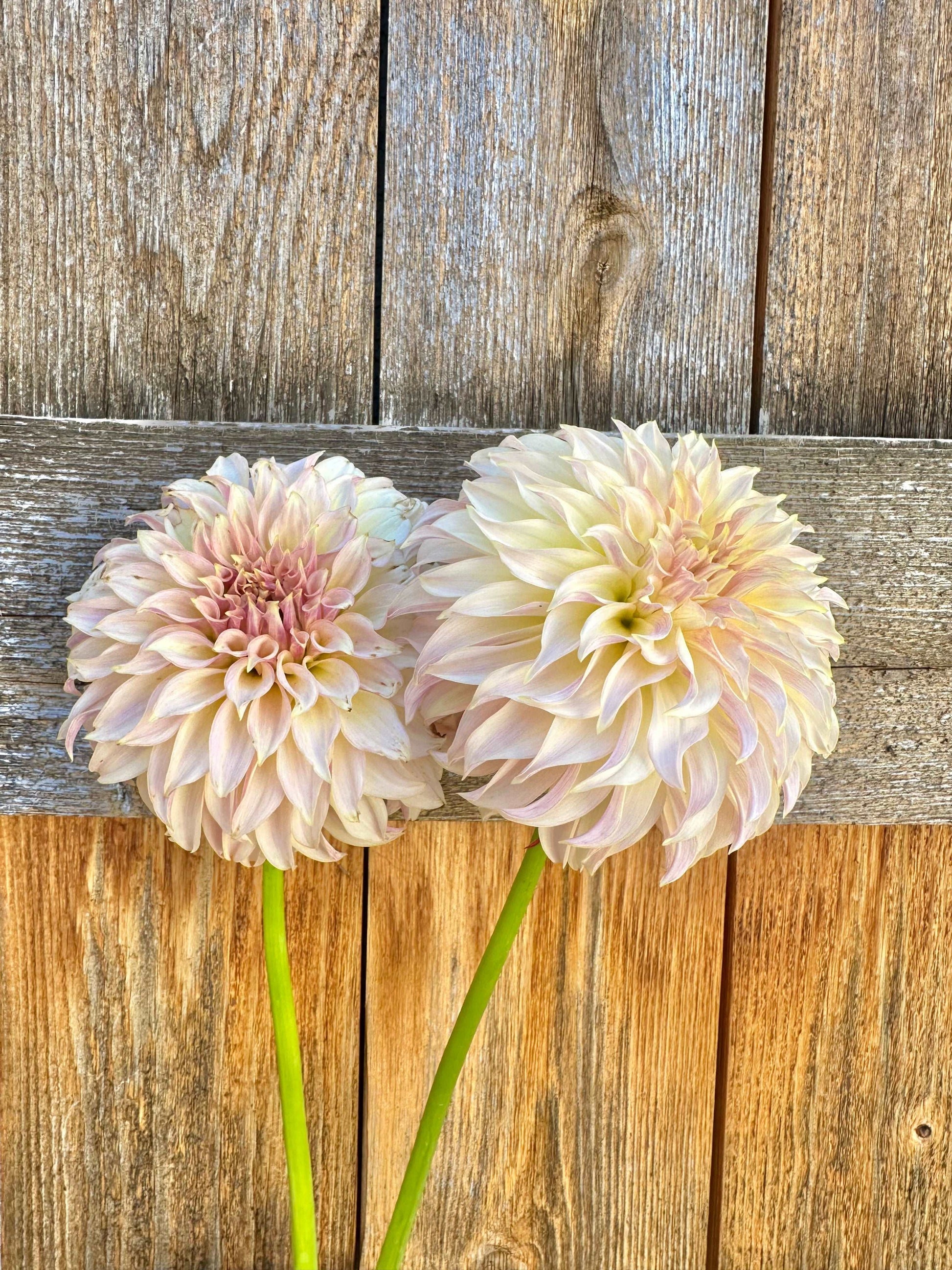 KA’s Champagne dahlia
