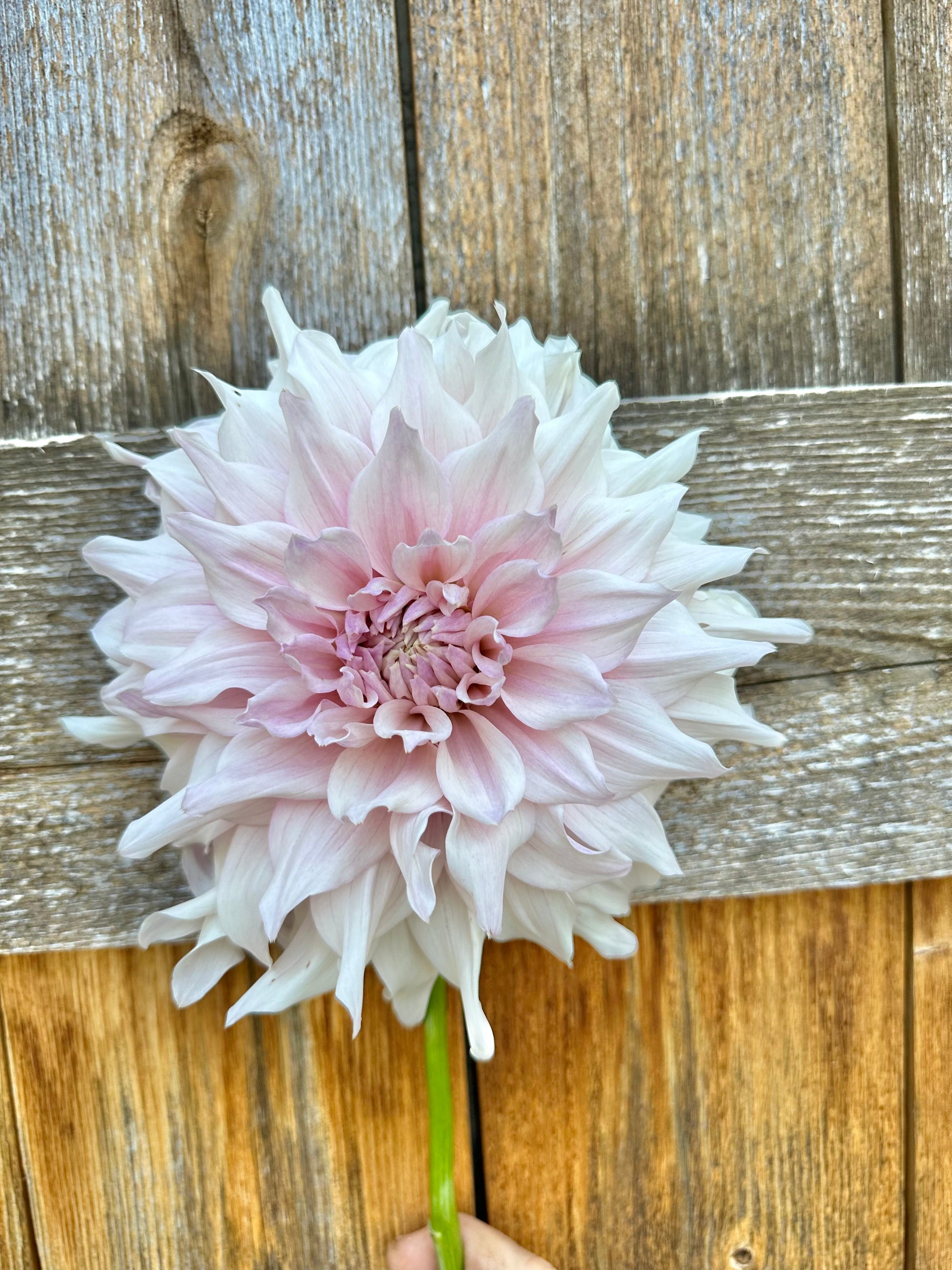 KA’s Chiffon dahlia