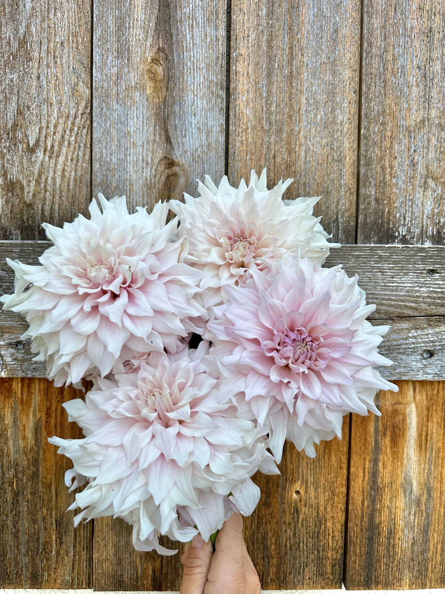 KA’s Chiffon dahlia