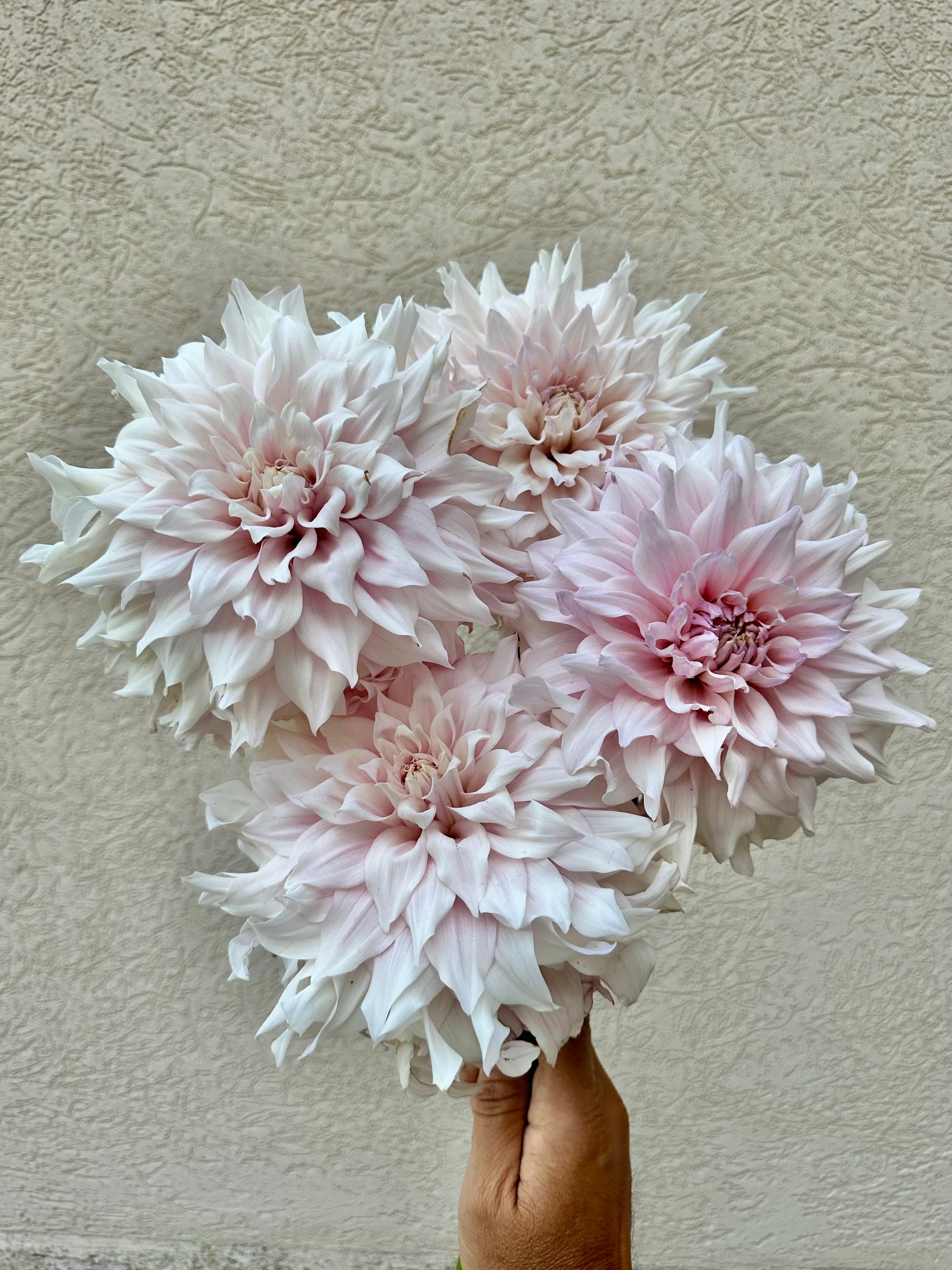 KA’s Chiffon dahlia