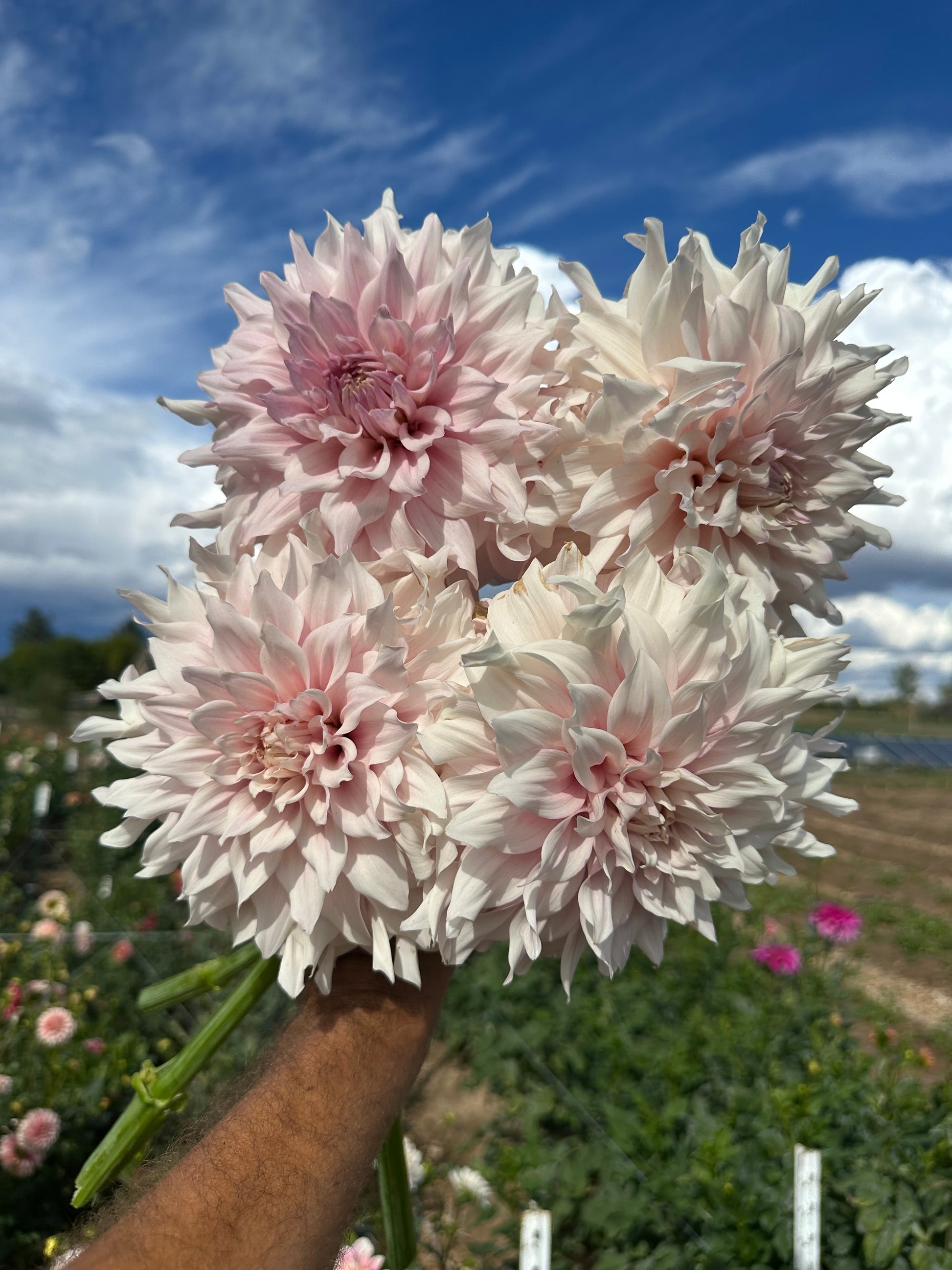 KA’s Chiffon dahlia