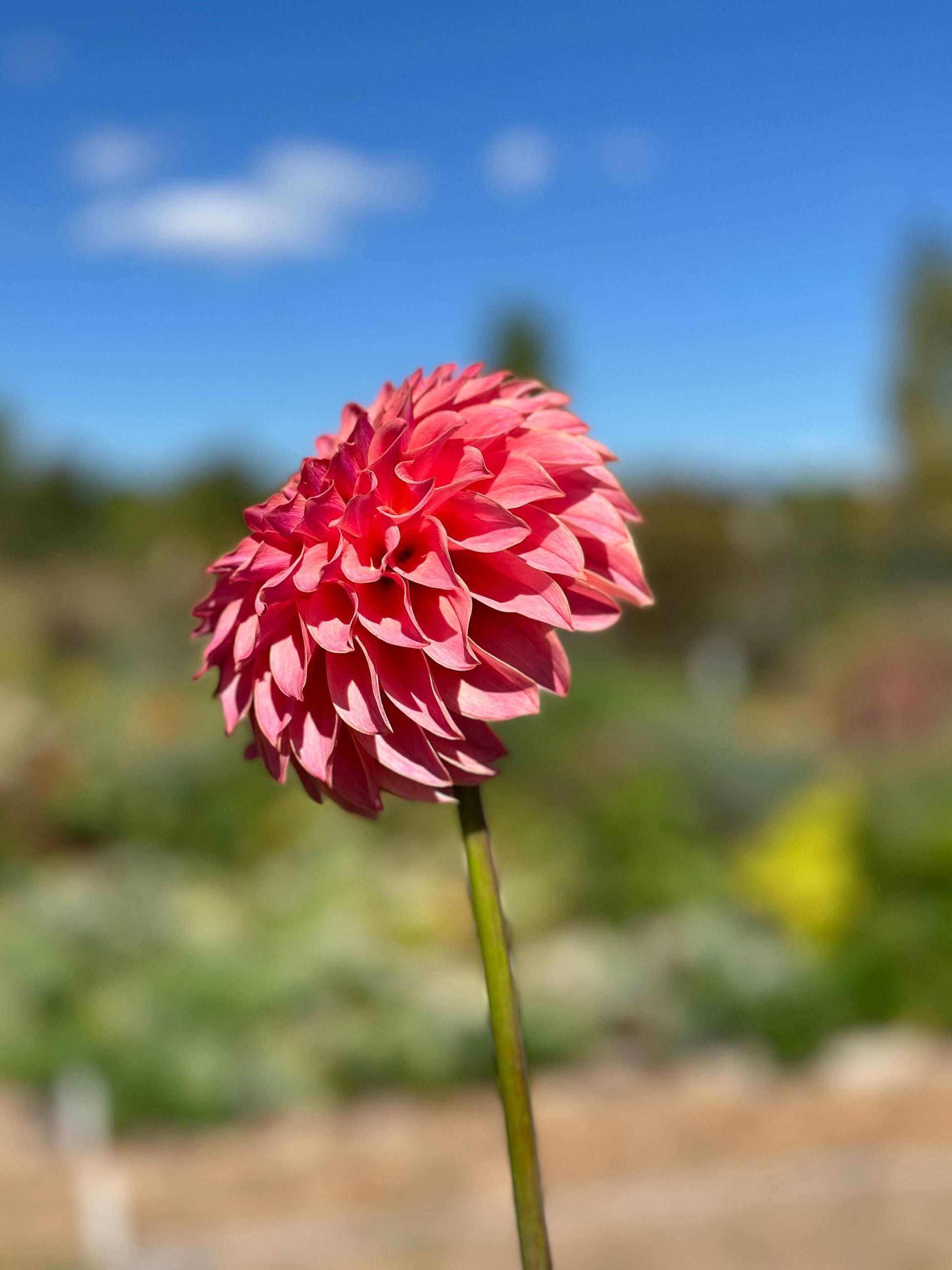 KA’s Coral Sea dahlia