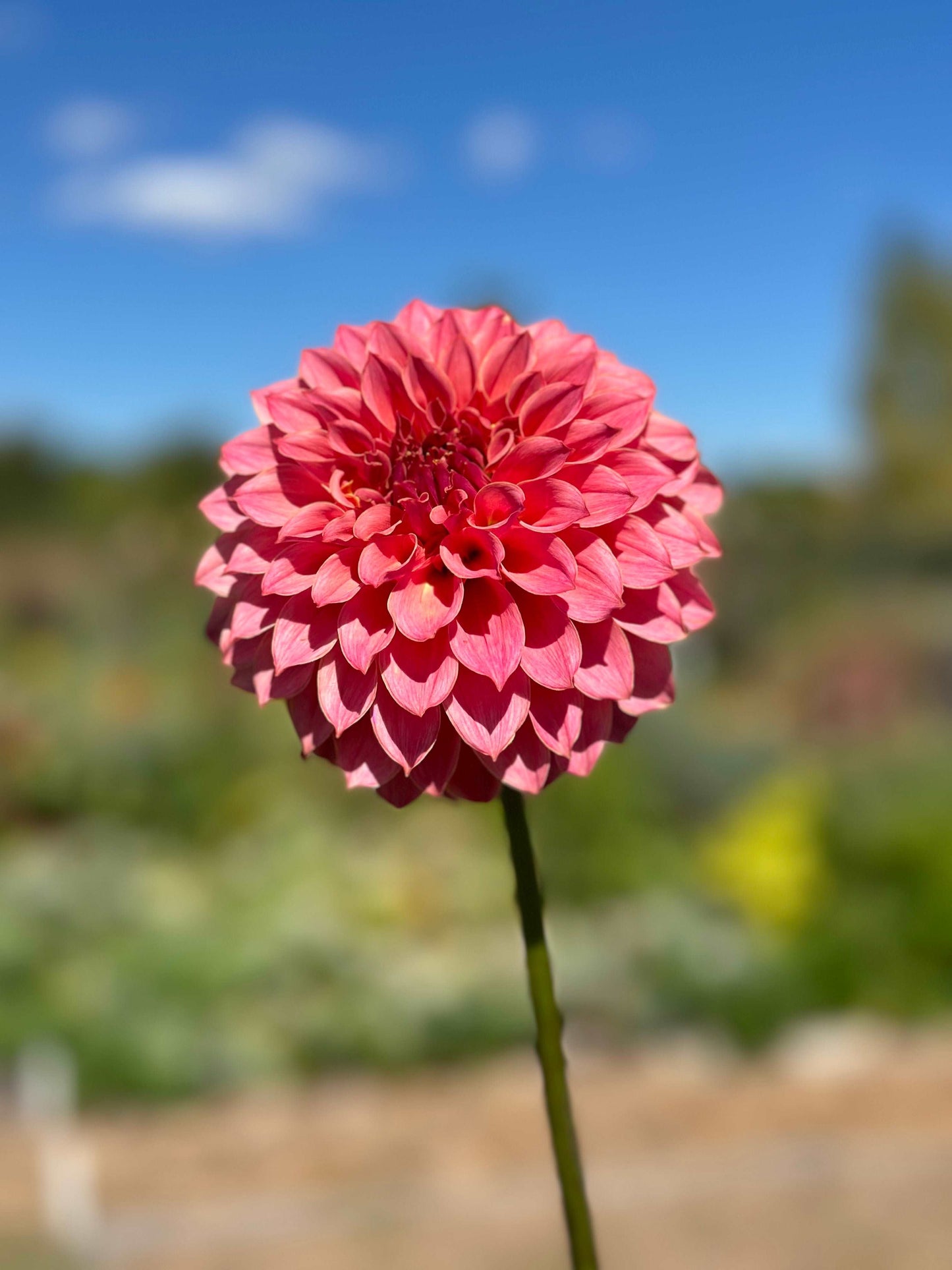 KA’s Coral Sea dahlia