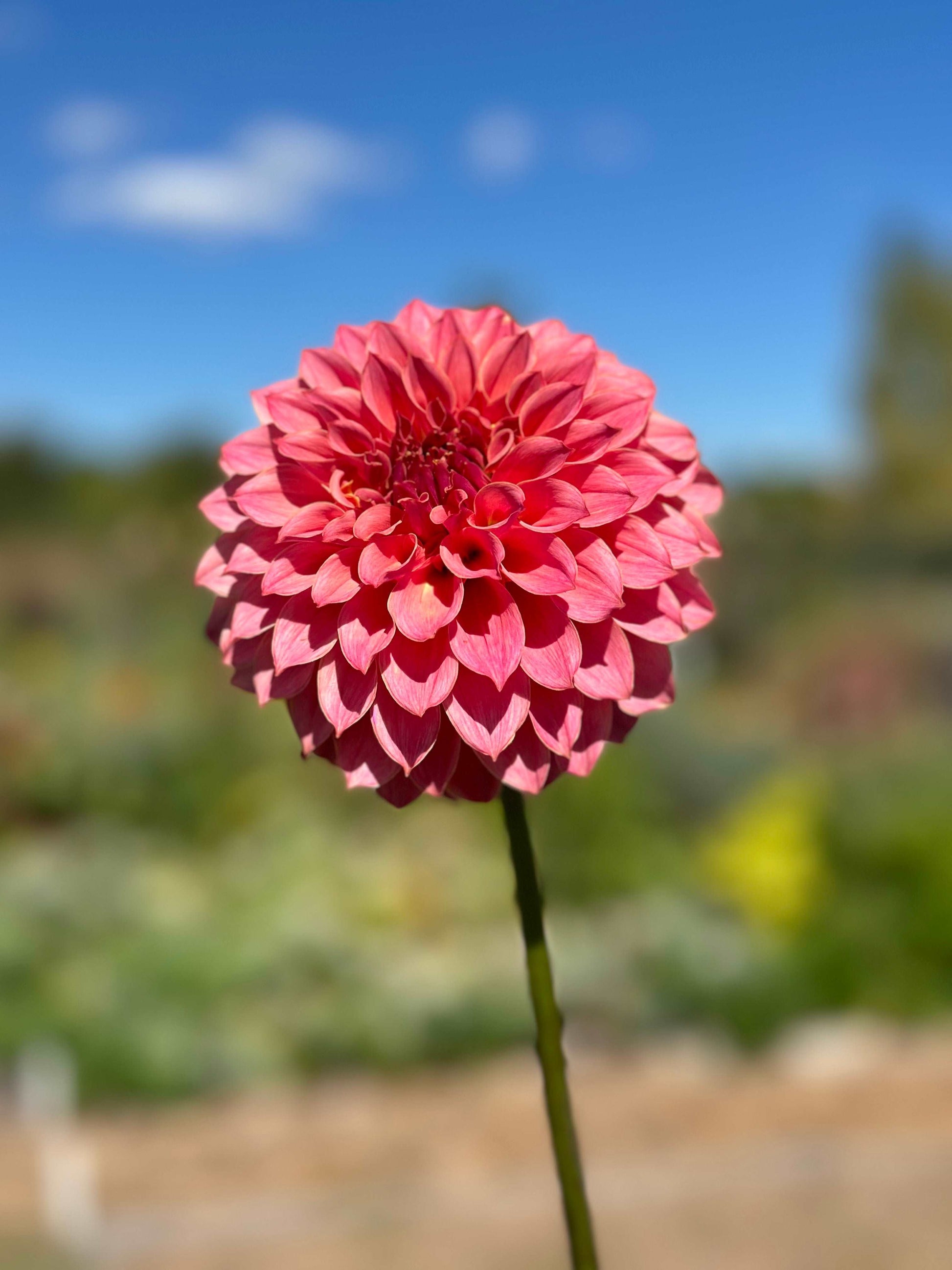 KA’s Coral Sea dahlia