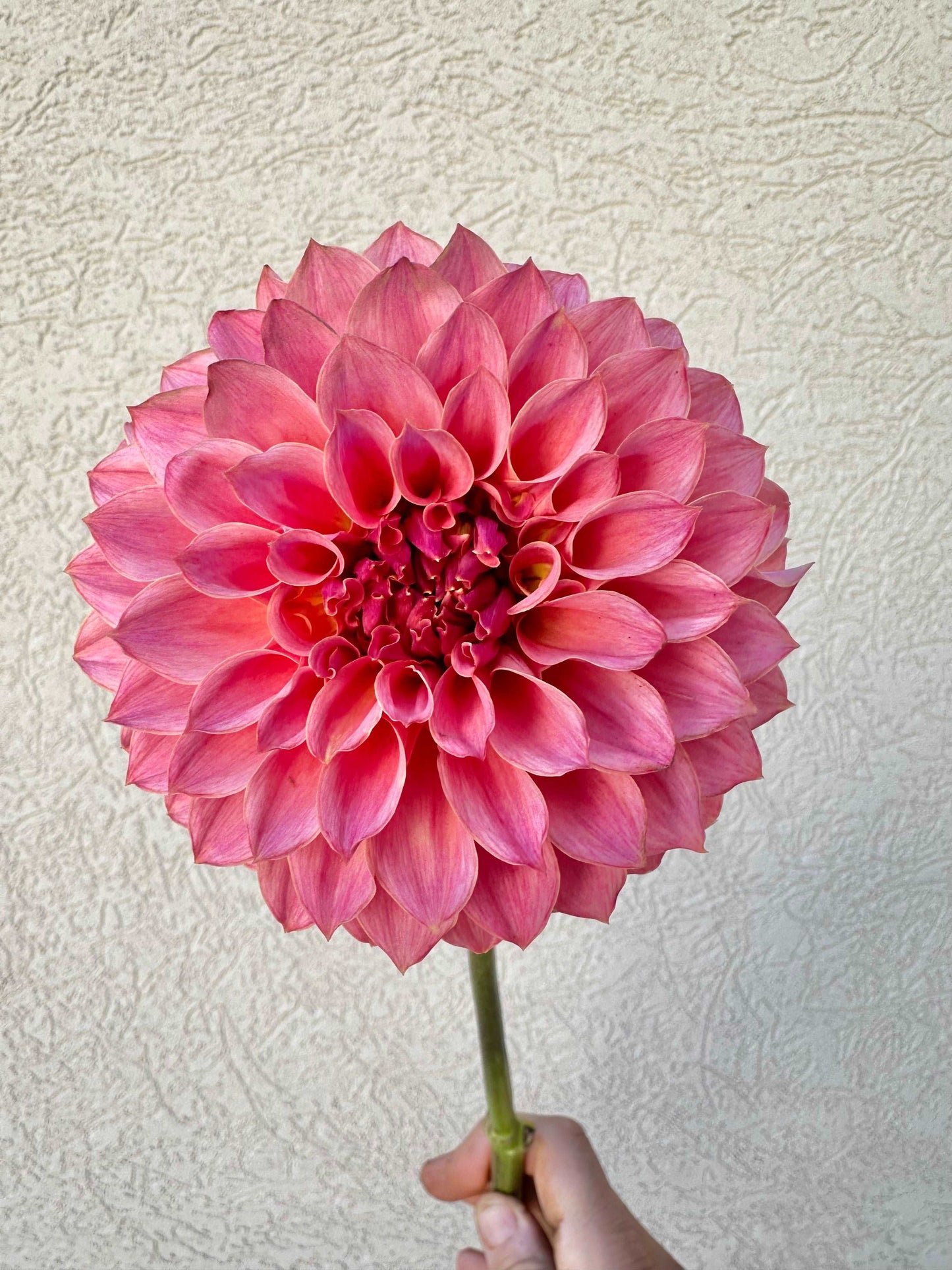 KA’s Coral Sea dahlia