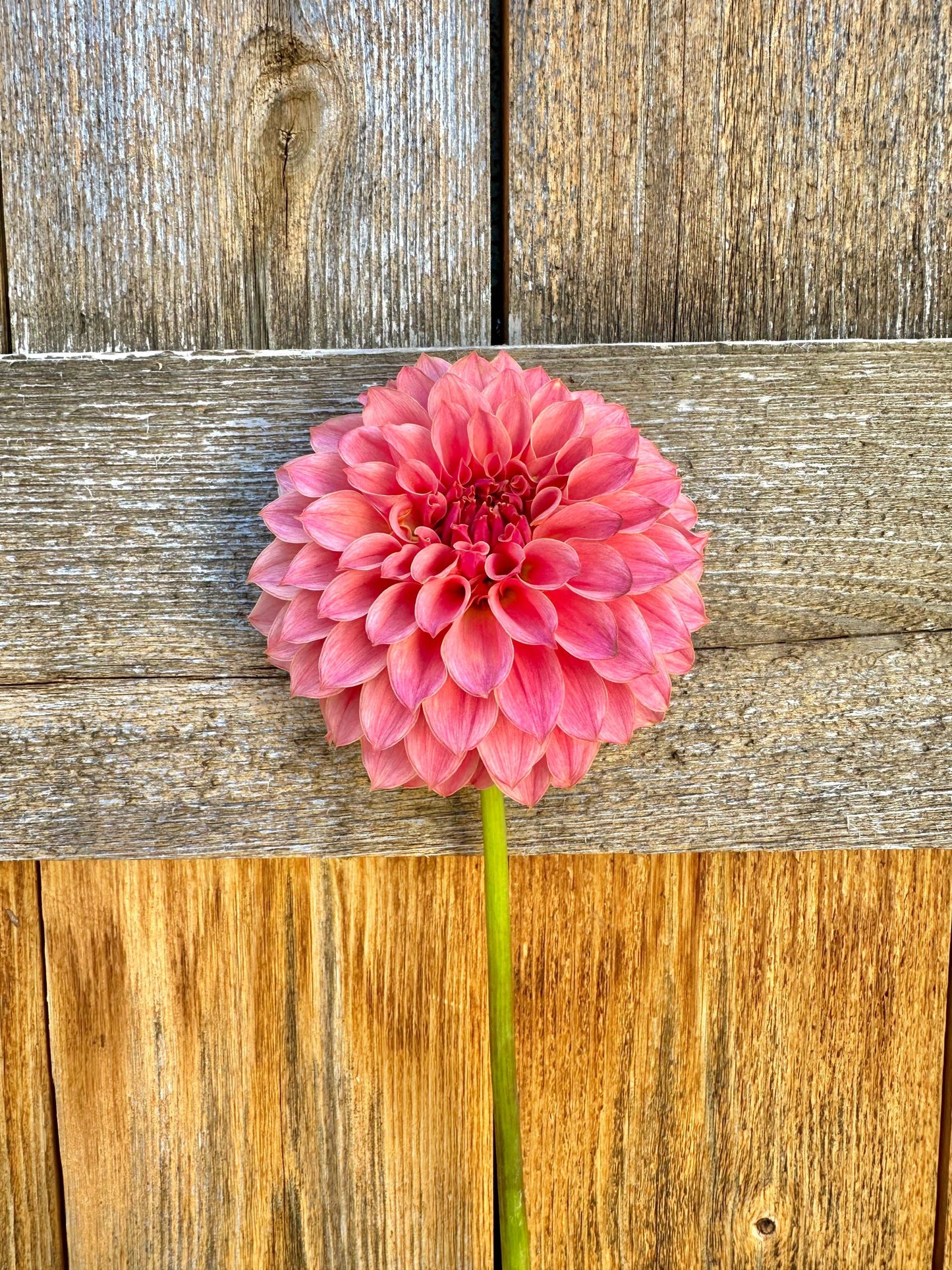 KA’s Coral Sea dahlia