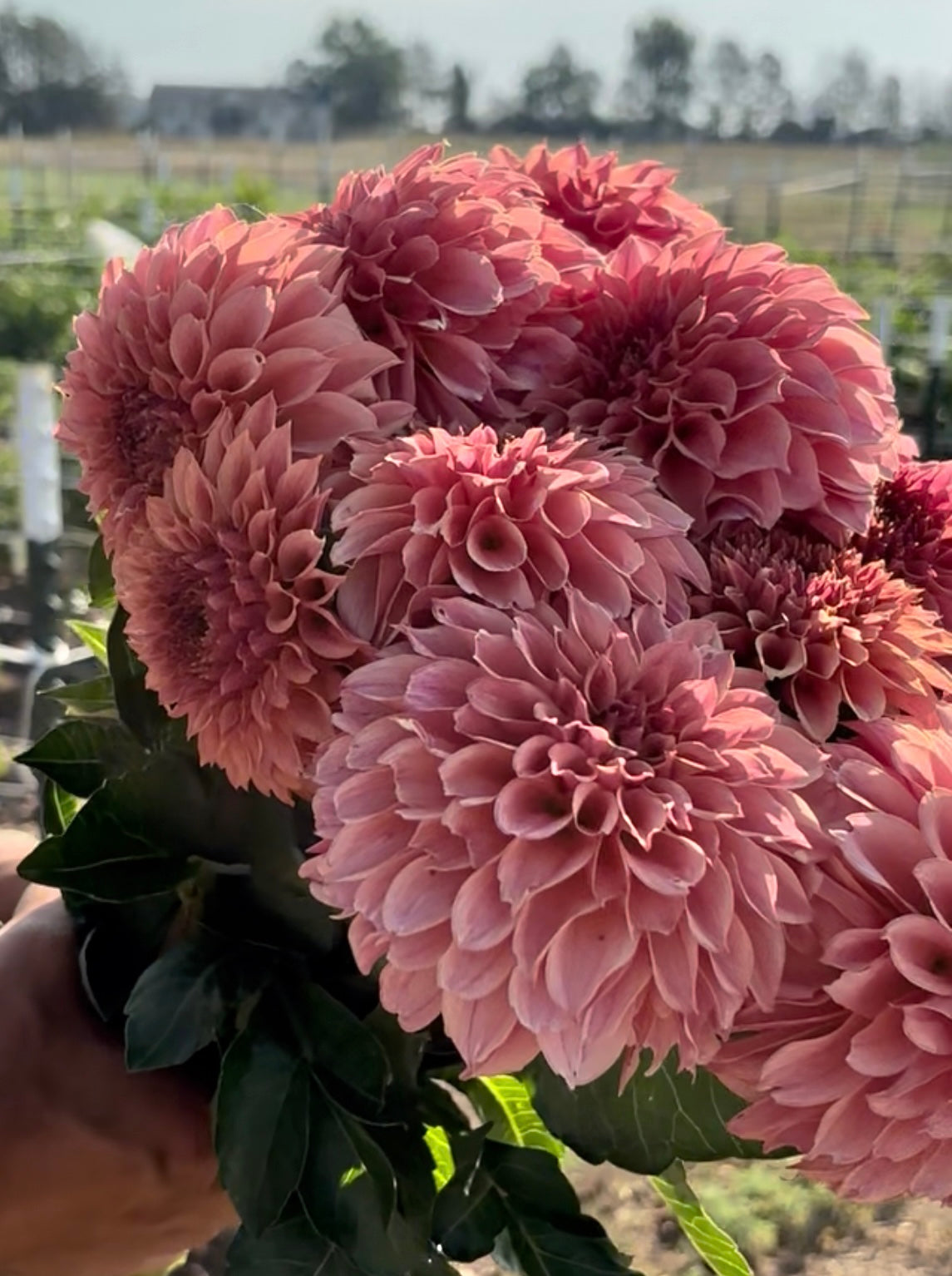 KA’s Coral Sea dahlia