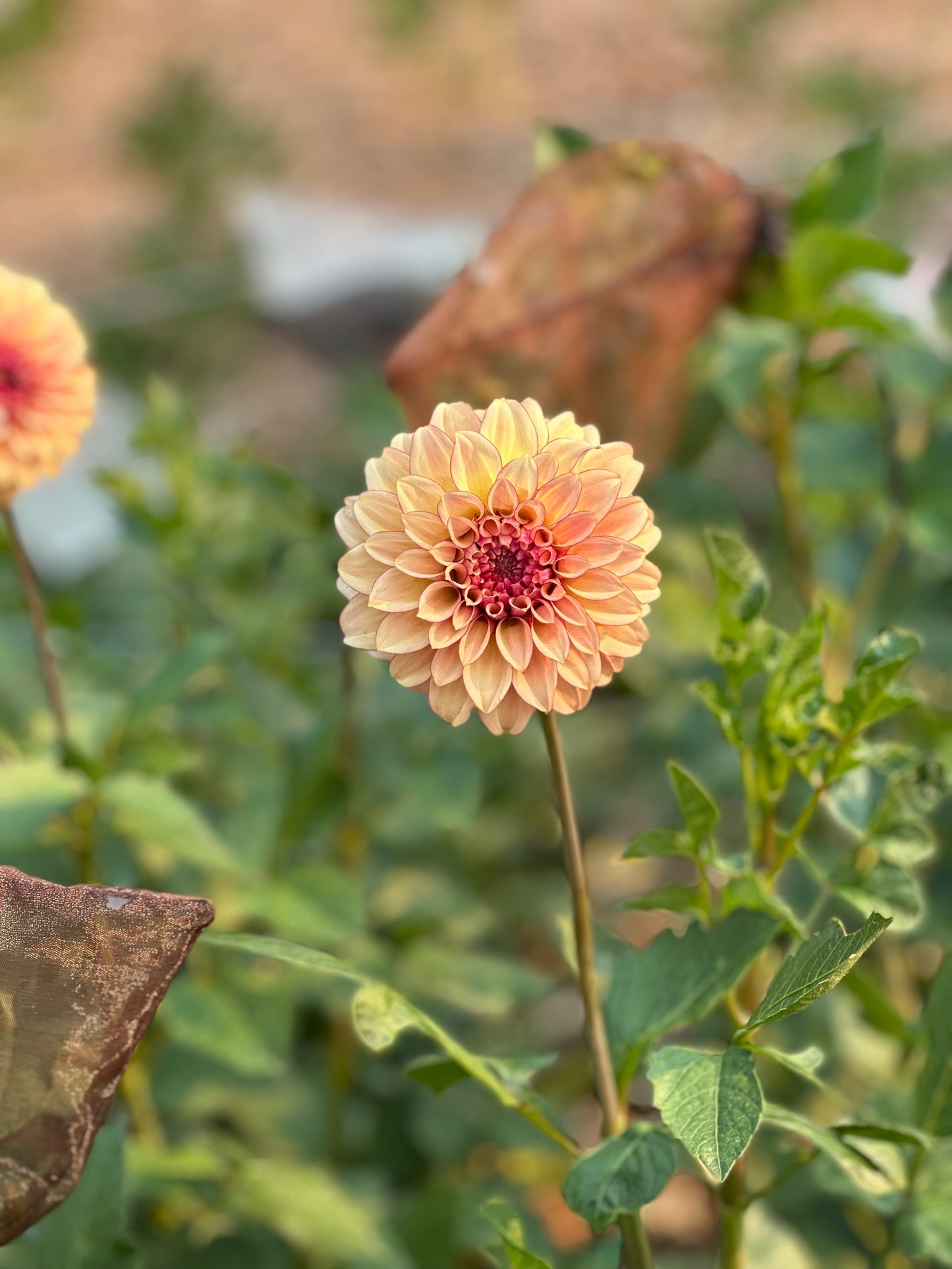 KA’s Creme Brulee dahlia